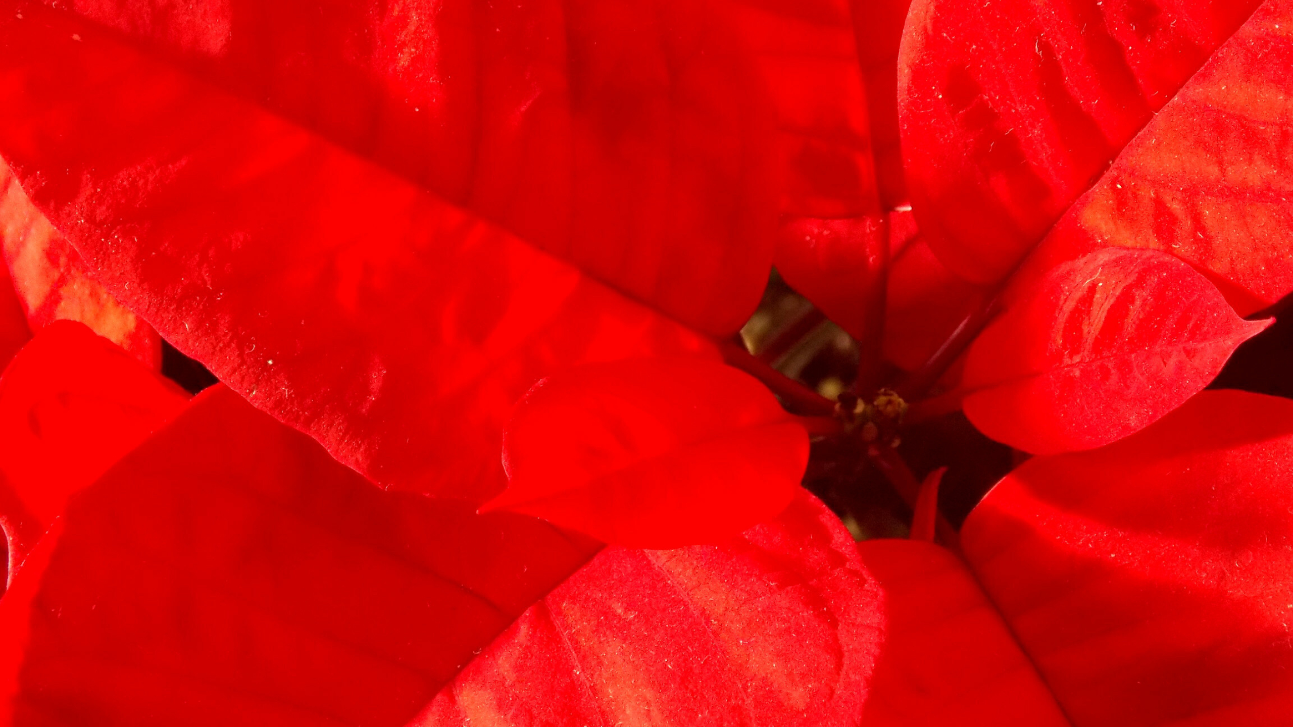 Poinsettia: Wild plants occur from Mexico to southern Guatemala, growing on mid-elevation. 2560x1440 HD Wallpaper.