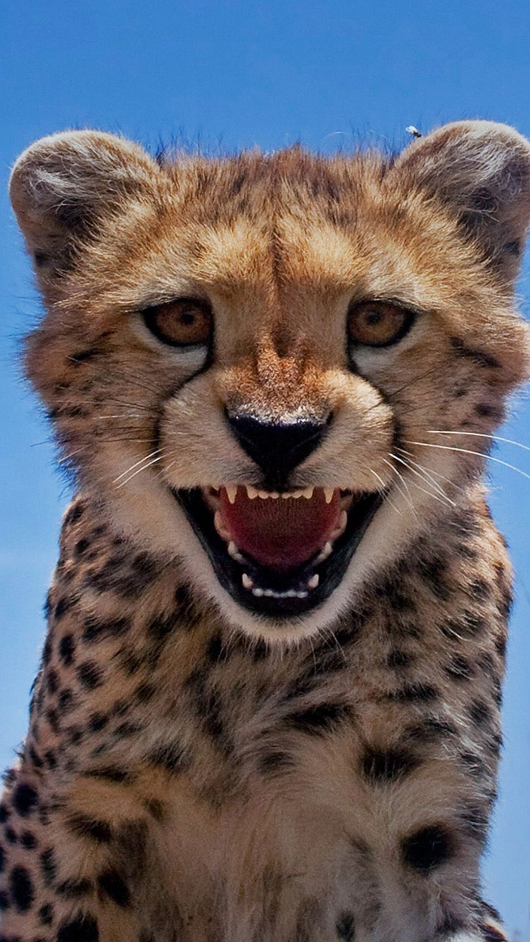 Baby cheetah wallpaper, Cute and innocent, Captivating and adorable, Precious wildlife, 1080x1920 Full HD Phone