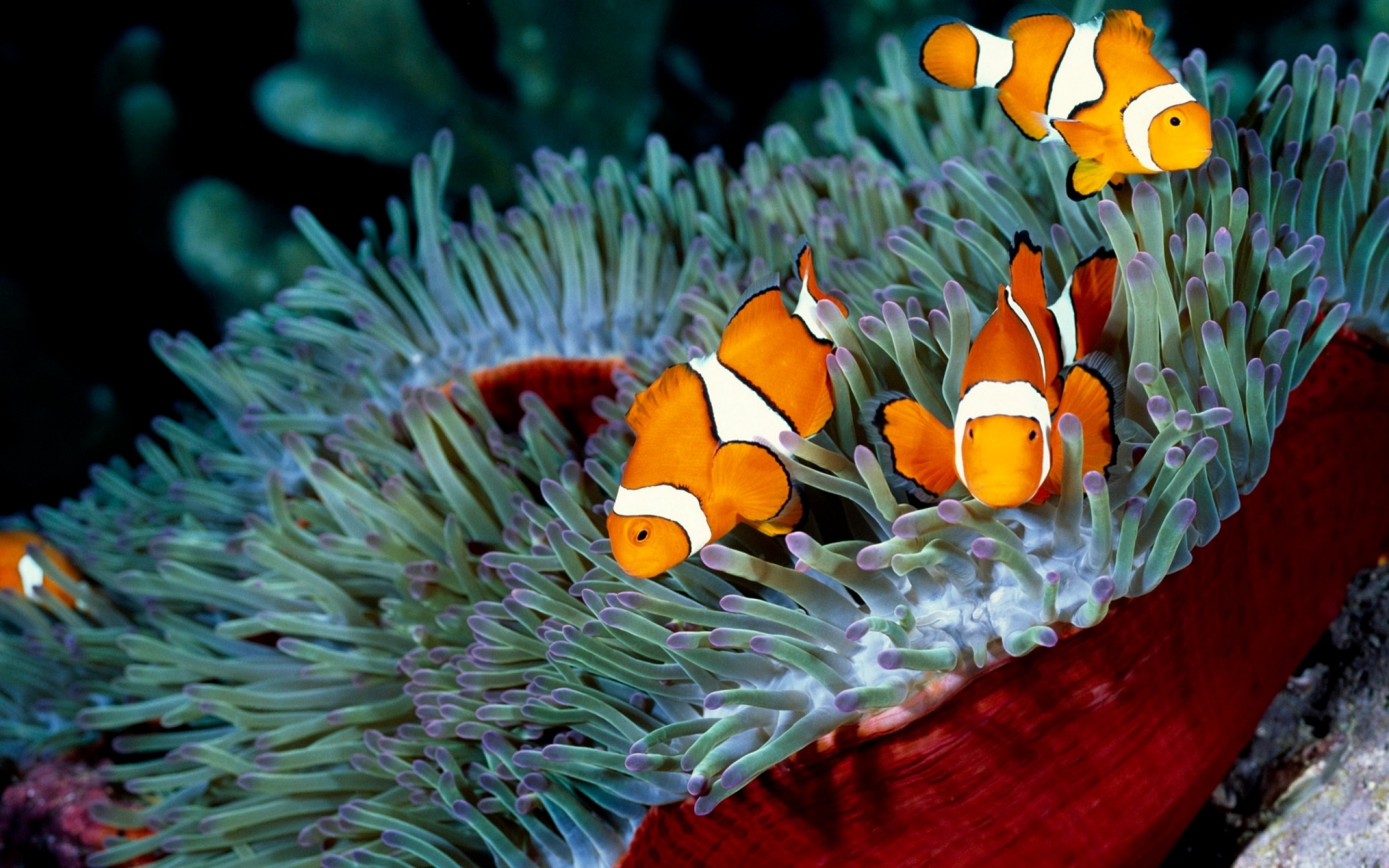 Exquisite clownfish, Sea creatures, Oceanic wonders, Underwater photography, 2560x1600 HD Desktop
