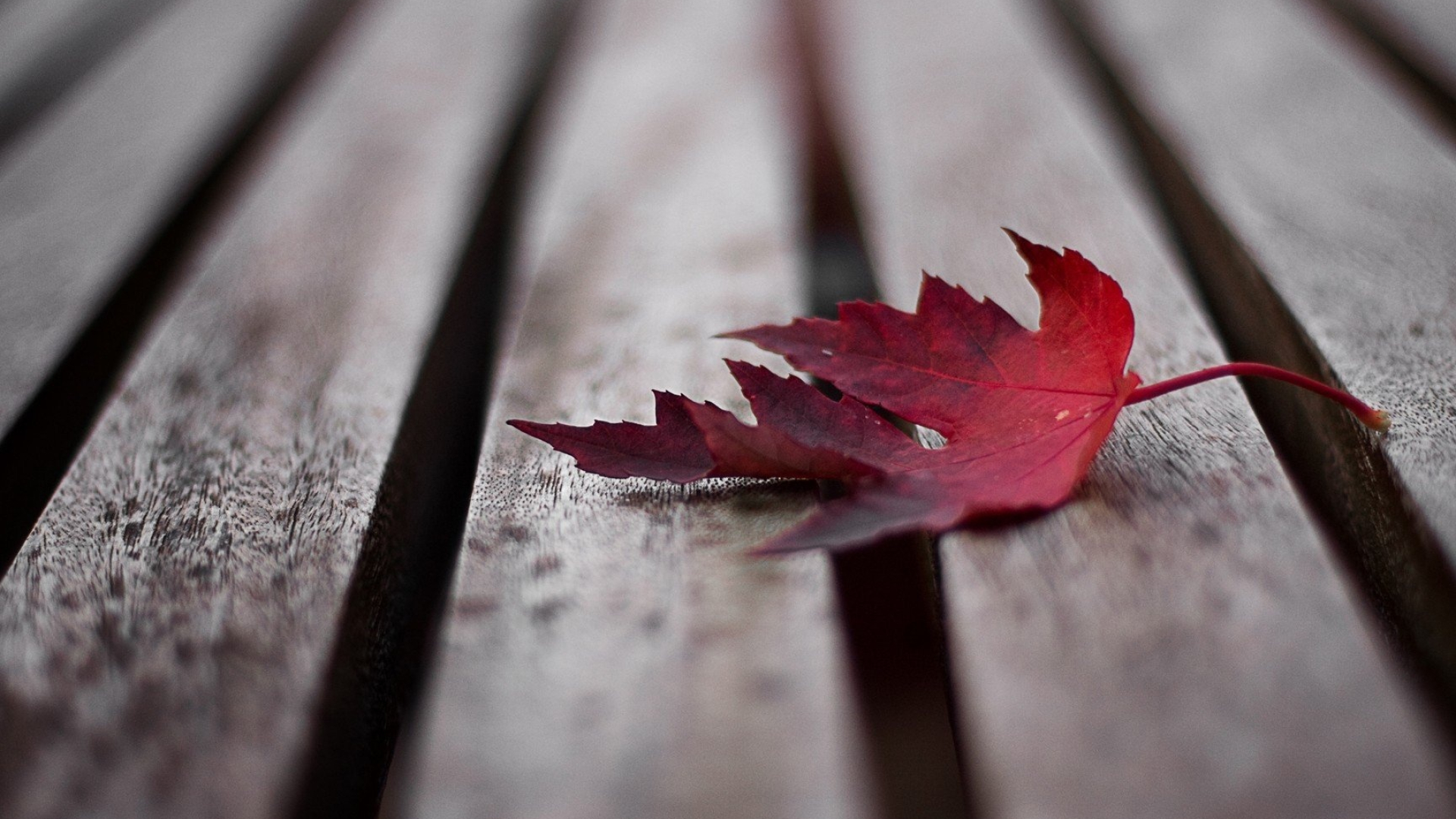 Maple leaf, Fall foliage, Vibrant colors, Nature's art, 1920x1080 Full HD Desktop
