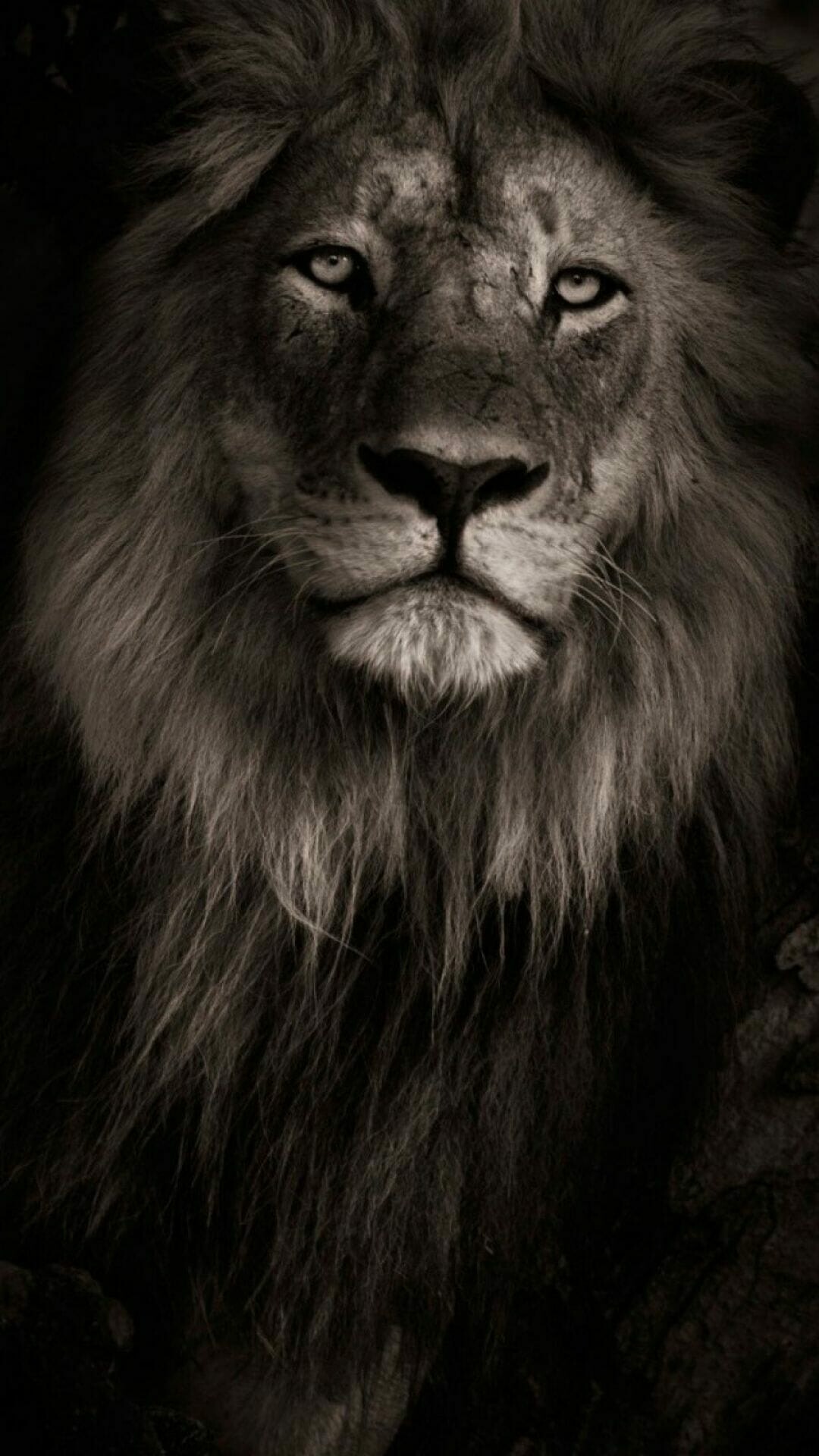 Lion: The only cat with a mane, Terrestrial animal. 1080x1920 Full HD Wallpaper.