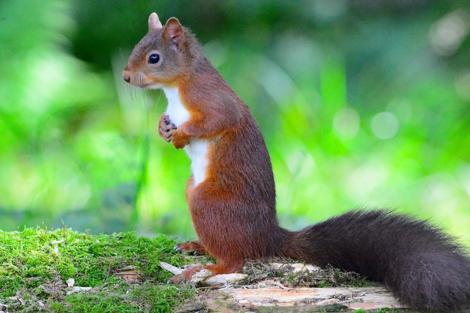 Squirrel: An arboreal, primarily herbivorous rodent. 1920x1280 HD Background.