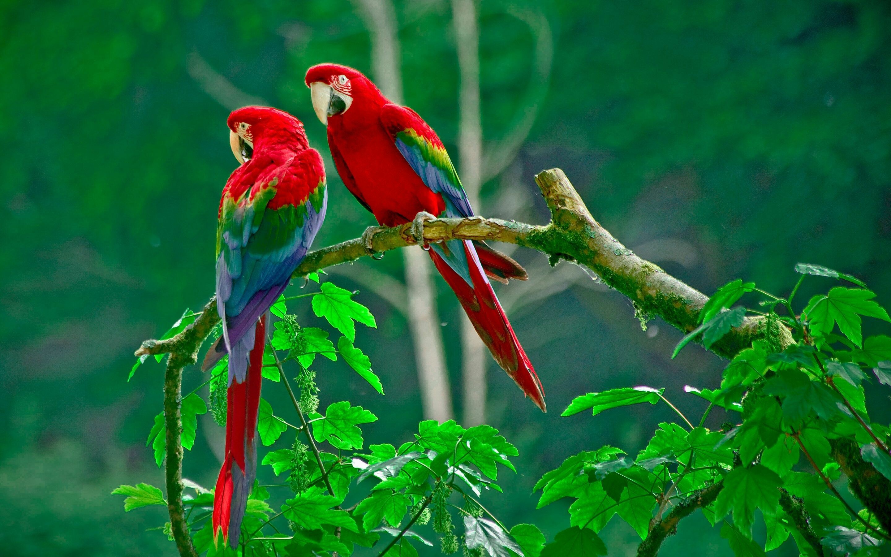 Bird: Macaw, Popular in aviculture or as companion parrots. 2880x1800 HD Wallpaper.
