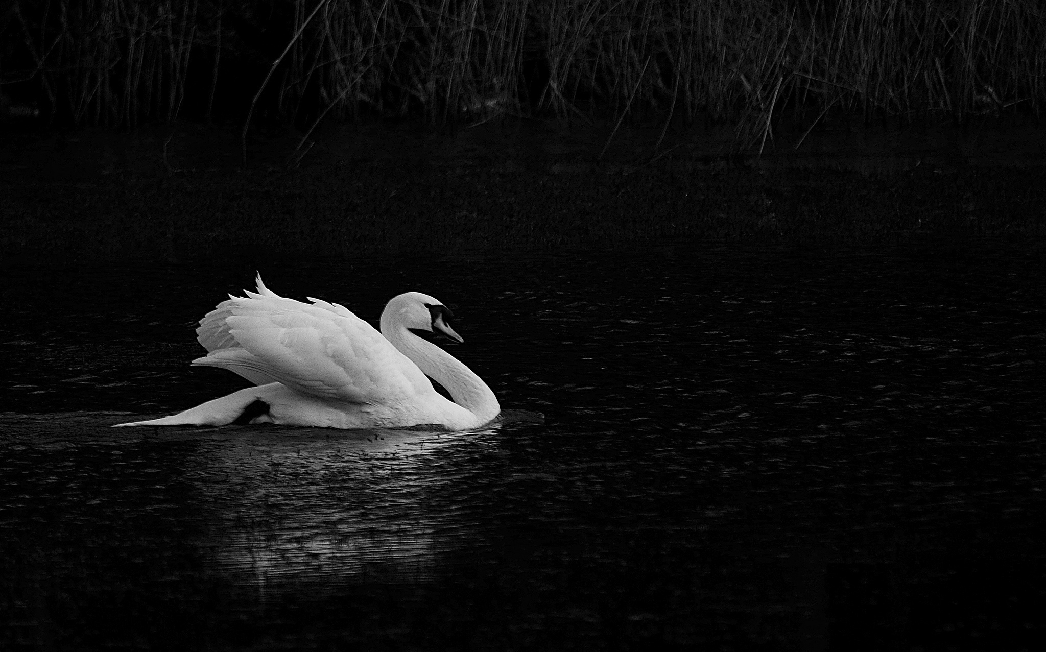Swan, Animals, Beautiful swans, Wallpaper, 2050x1280 HD Desktop