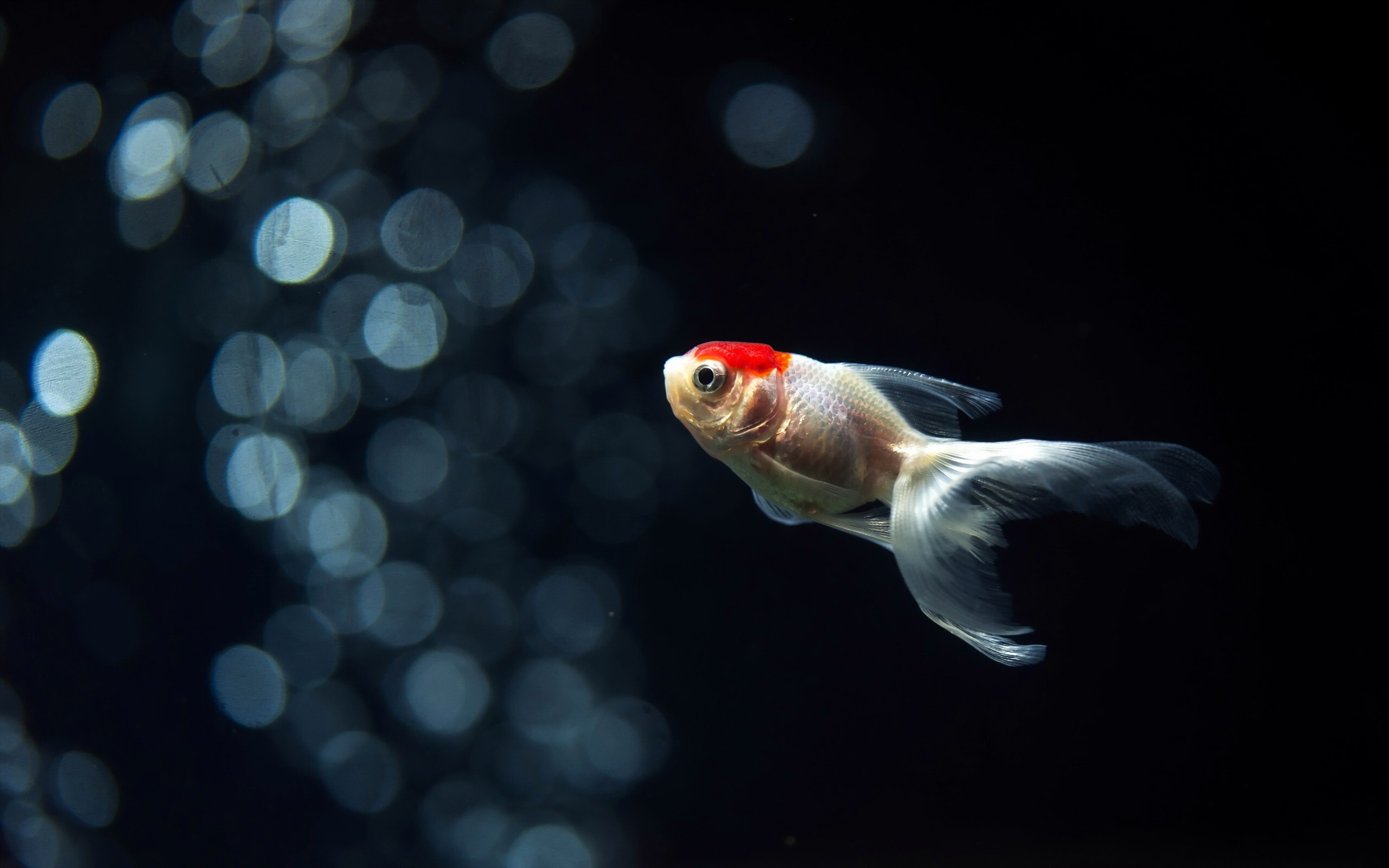 Gold Fish: A fish for a freshwater aquarium, Paired fins and three sets of single fins, Carassius auratus. 2560x1600 HD Background.
