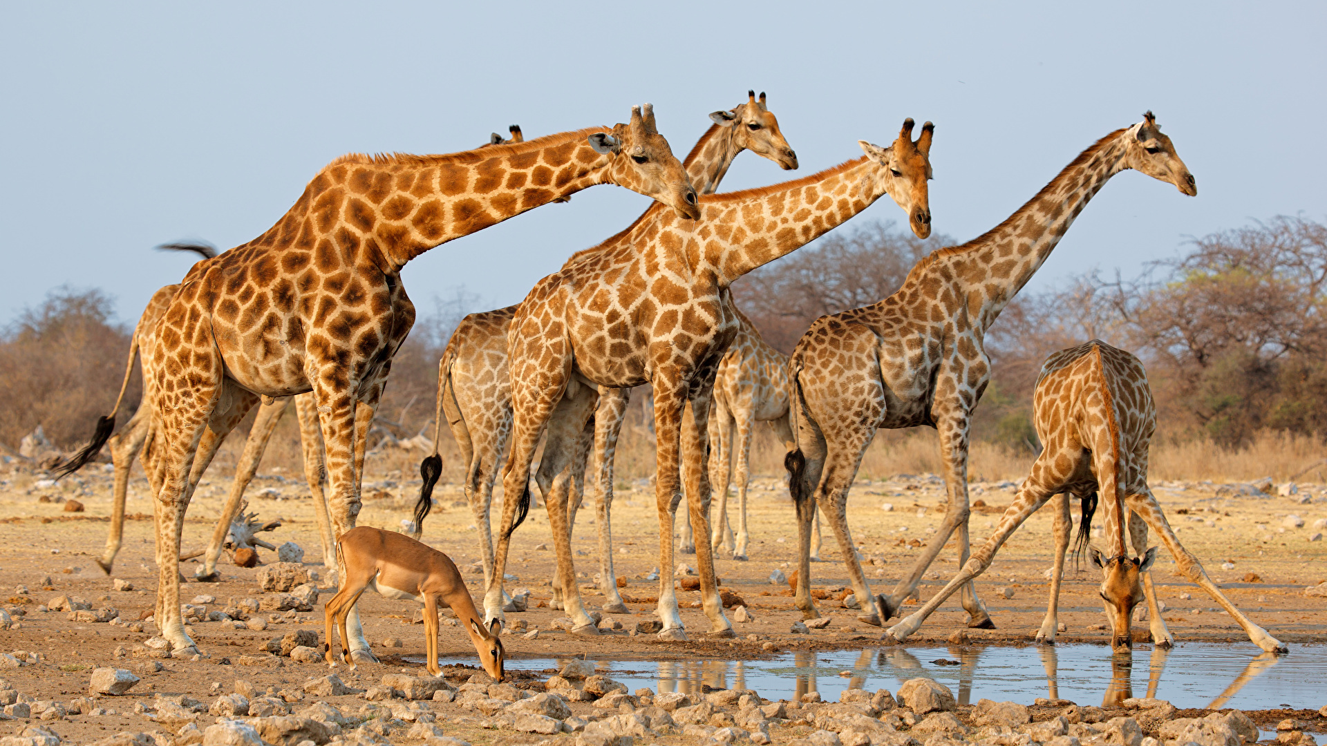 Giraffe: Part of the Giraffidae family, Ecoregion, Neck, Natural landscape, Mammal. 1920x1080 Full HD Wallpaper.