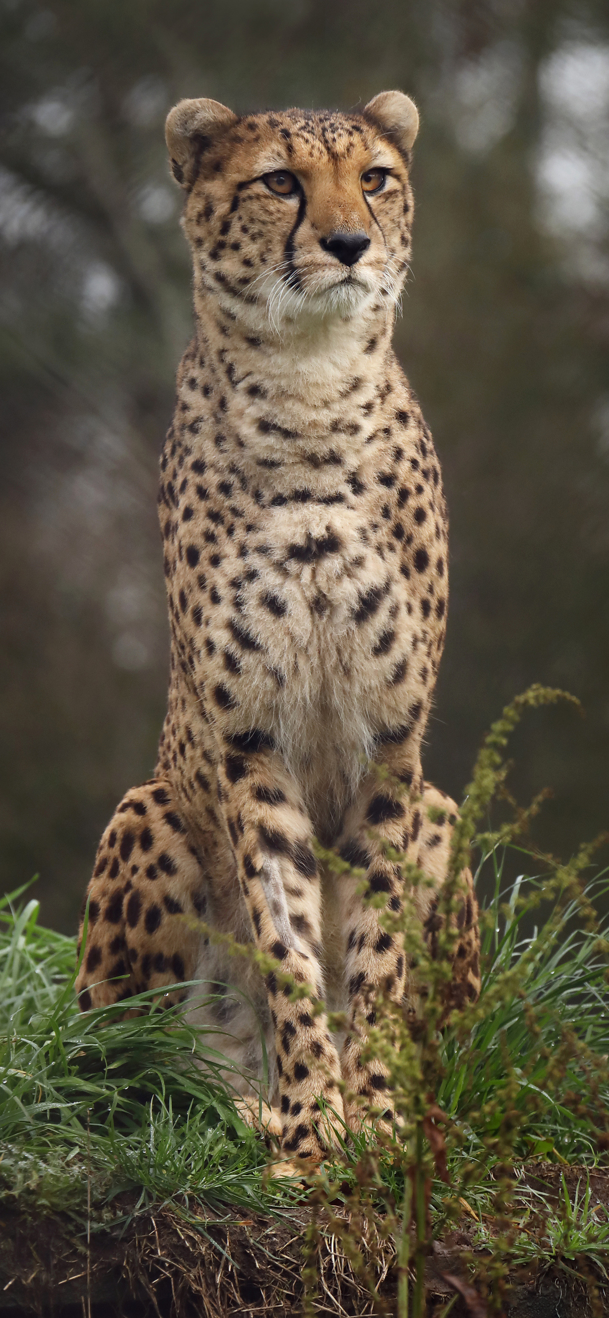 4K cheetah imagery, Wild beauty captured, Striking iPhone XS Max wallpaper, Stunning HD photography, 1250x2690 HD Phone