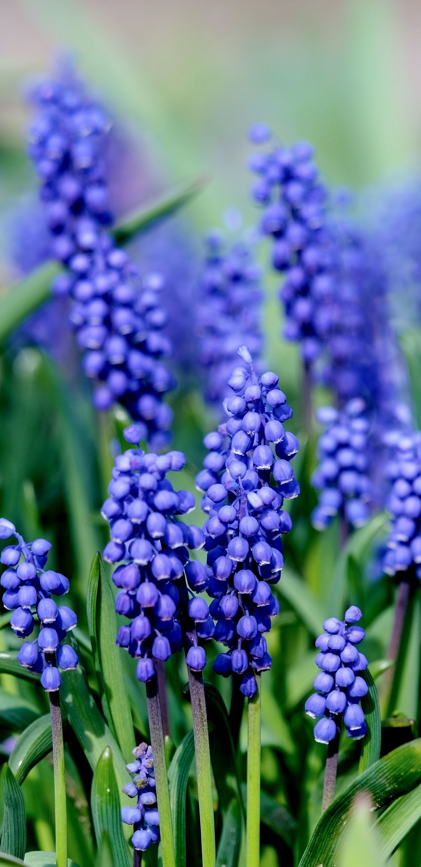 Muscari hyacinth, Blue flowers, Blooming wallpaper, Purple beauty, 1440x2960 HD Handy