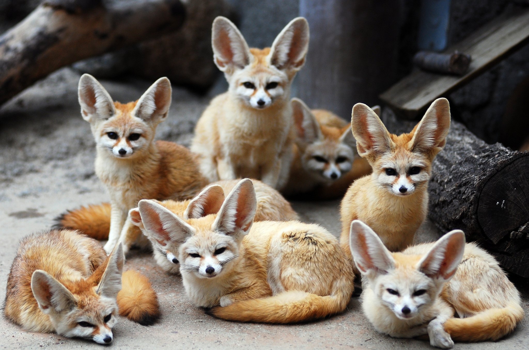 Fennec Fox, Eared animal, Fenech fox wallpapers, Lovely fox, 2050x1360 HD Desktop