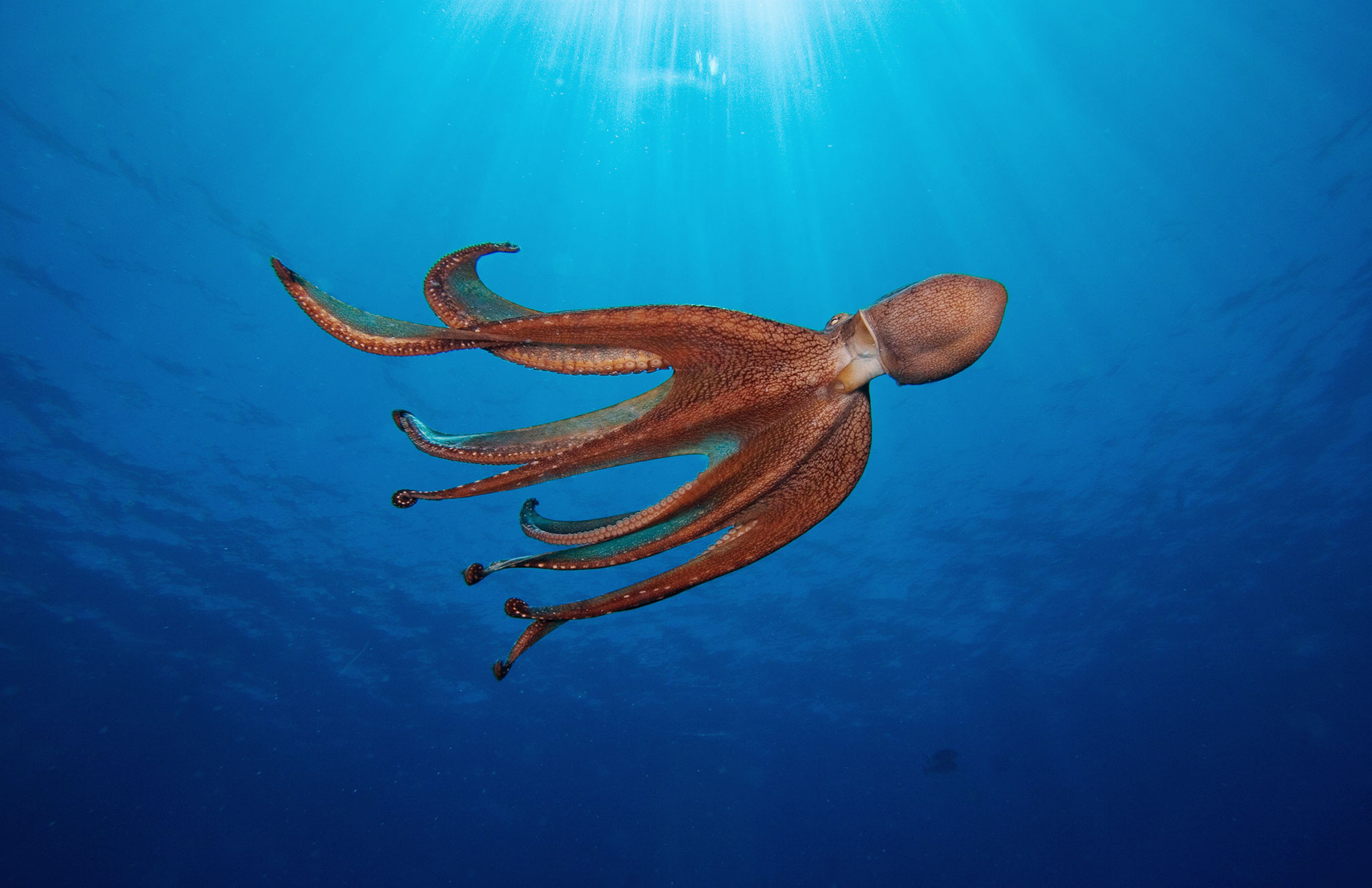 HQ octopus wallpapers, Photographic excellence, Vivid cephalopod pictures, Stunning animal wallpapers, 2050x1330 HD Desktop