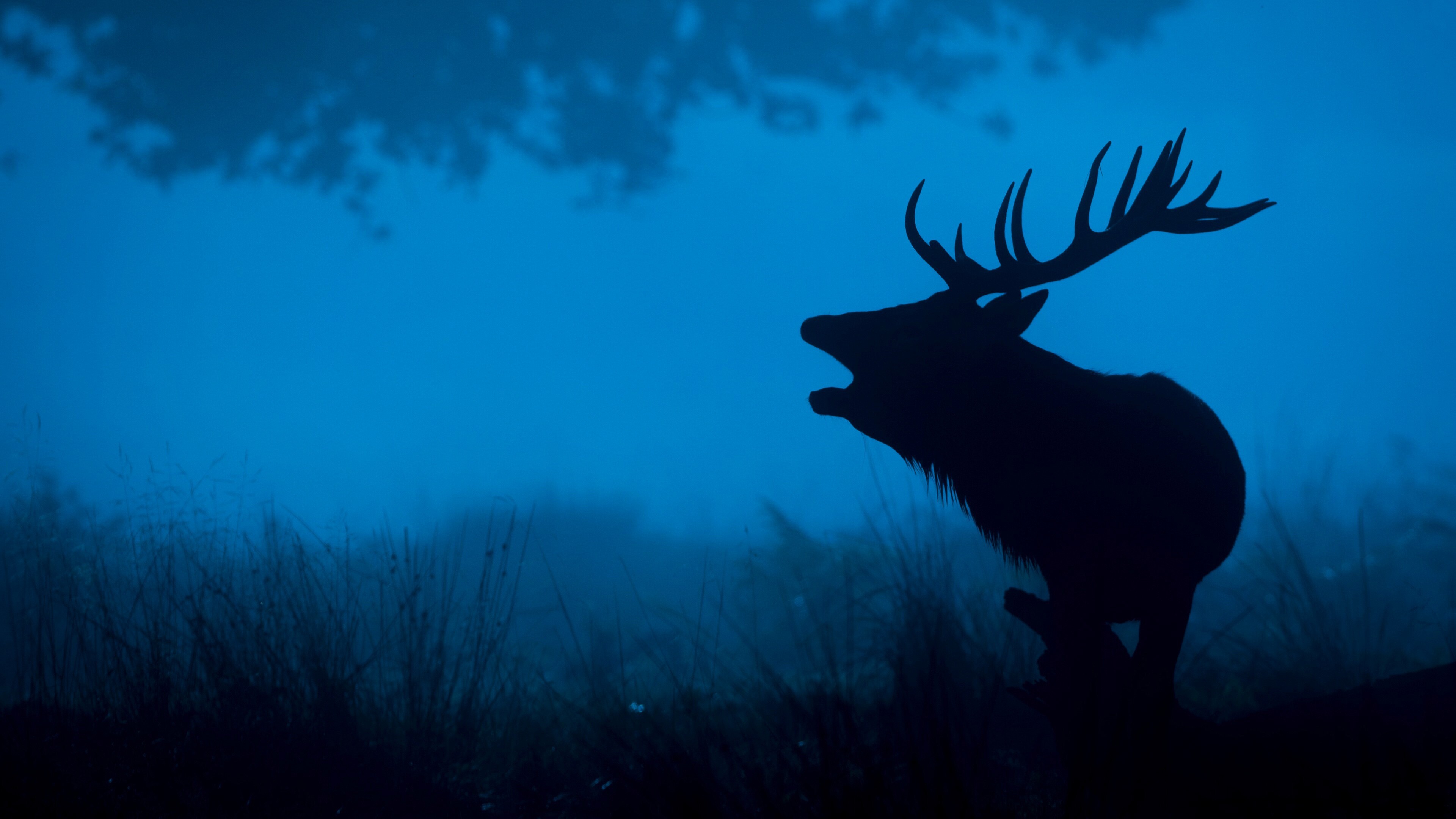 Reindeer: The only successfully semi-domesticated deer on a large scale in the world. 3840x2160 4K Background.