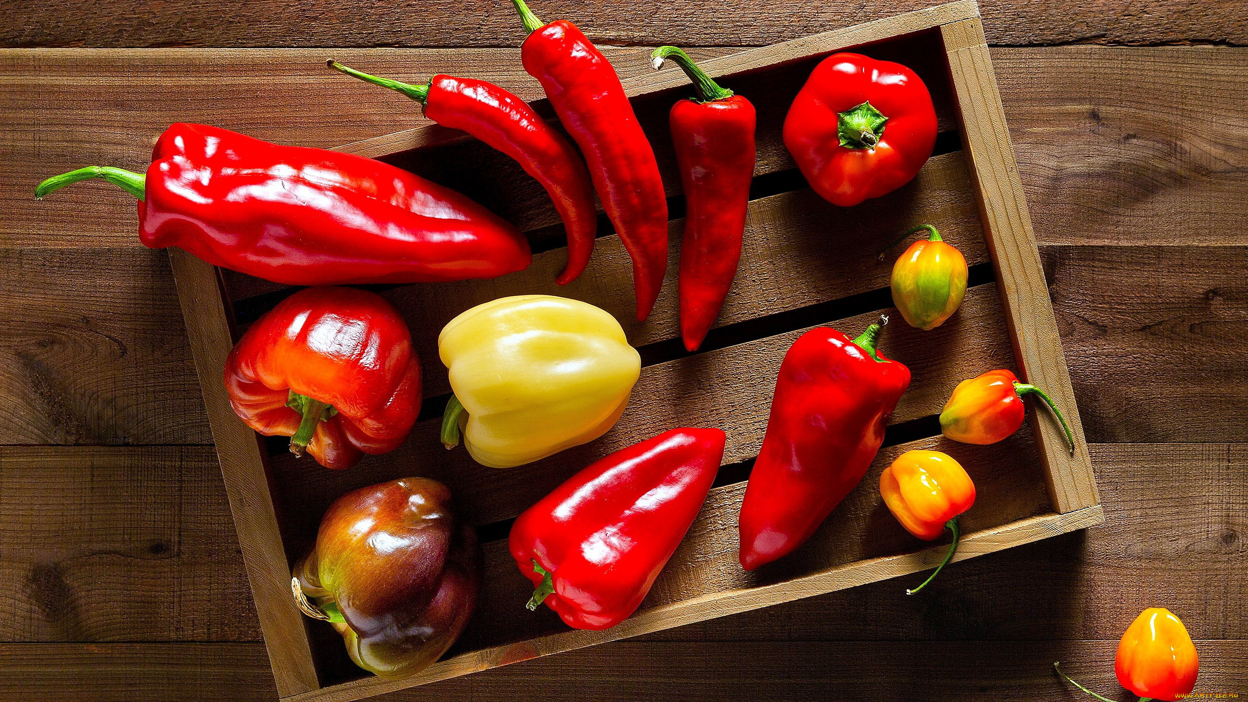 Paprika Pepper, Vibrant vegetables, Colorful wallpaper, Aniac's HD, 2560x1440 HD Desktop