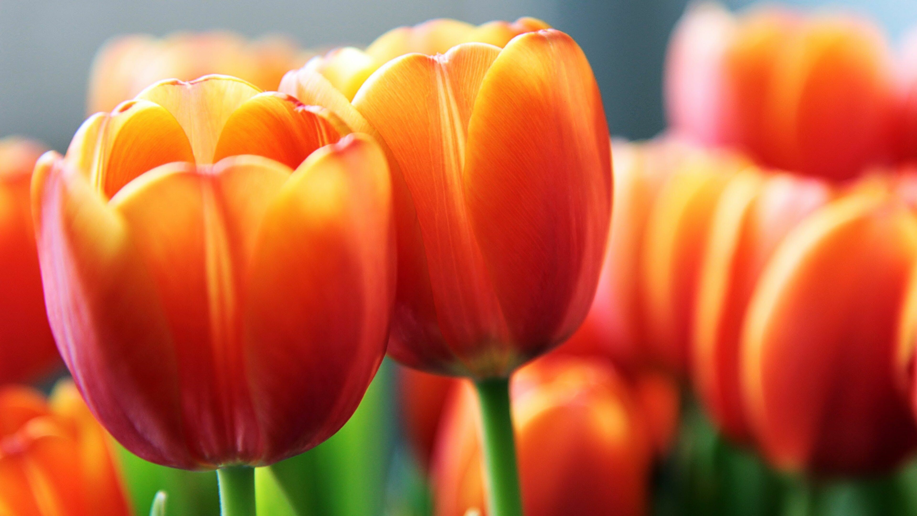 Tulip: Tulipa,  A genus of spring-blooming perennial herbaceous bulbiferous geophytes. 3840x2160 4K Background.