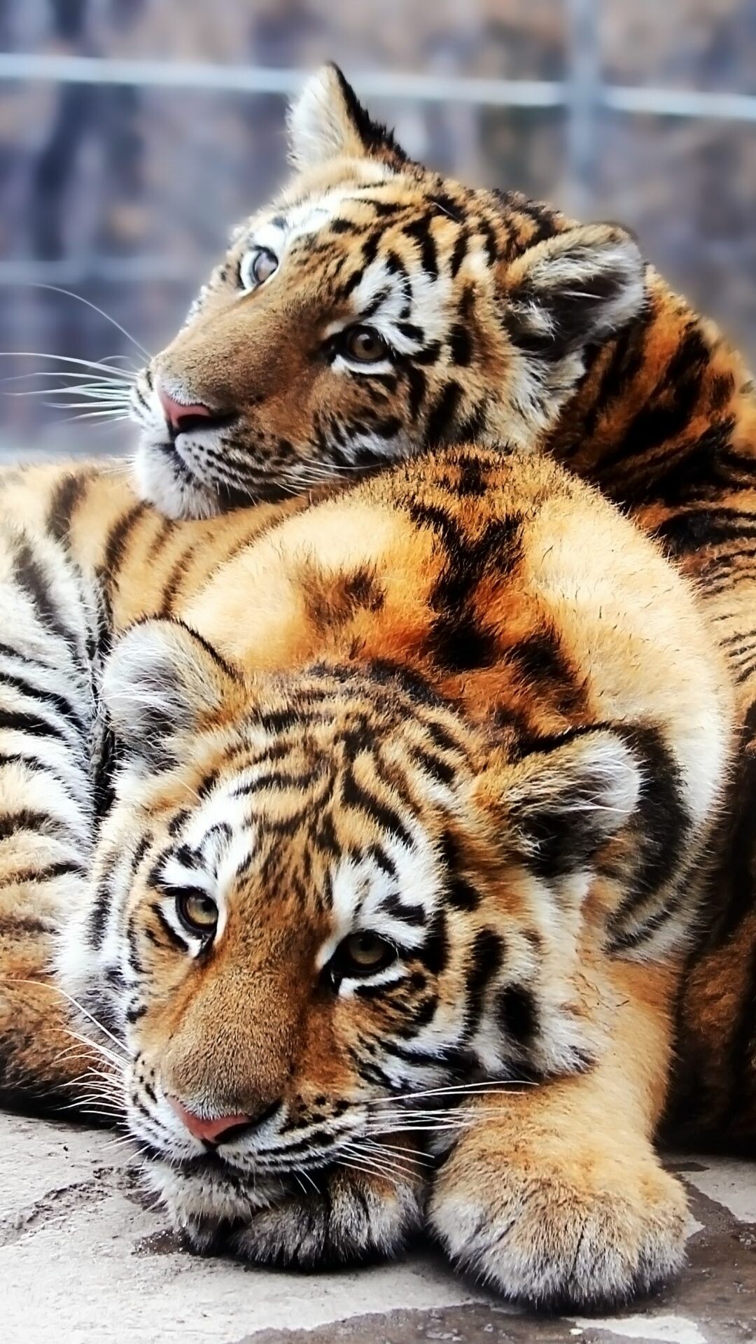 Tiger Cub: Predators, Animals wild, Big cats babies, Beautiful striped cats. 1080x1920 Full HD Background.