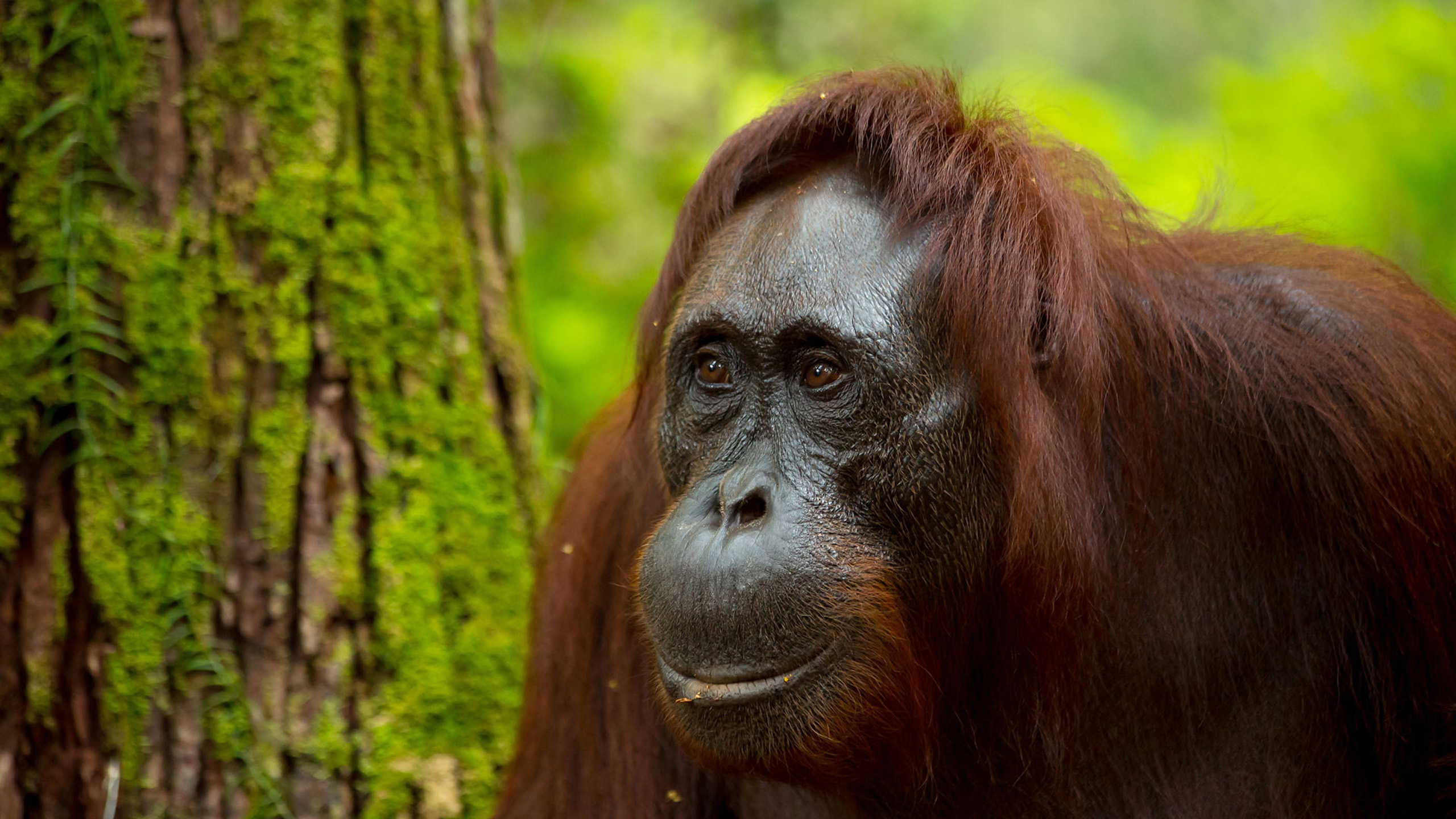 Orangutan, Borneo inhabitant, Indonesian wildlife, HD wallpaper, 2560x1440 HD Desktop