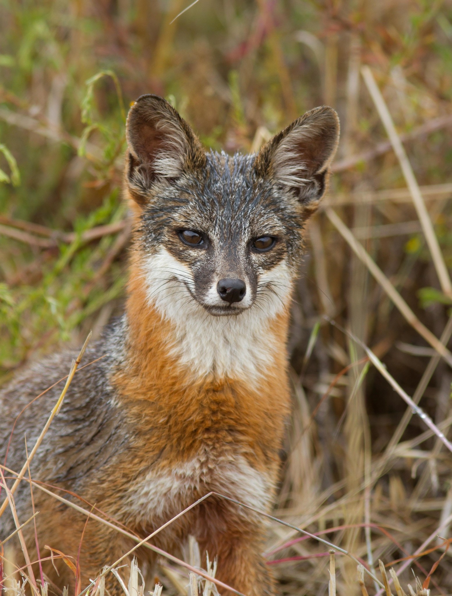 Gray Fox: Genus Urocyon, The species occurring throughout most rocky, wooded, brushy regions. 1560x2050 HD Wallpaper.