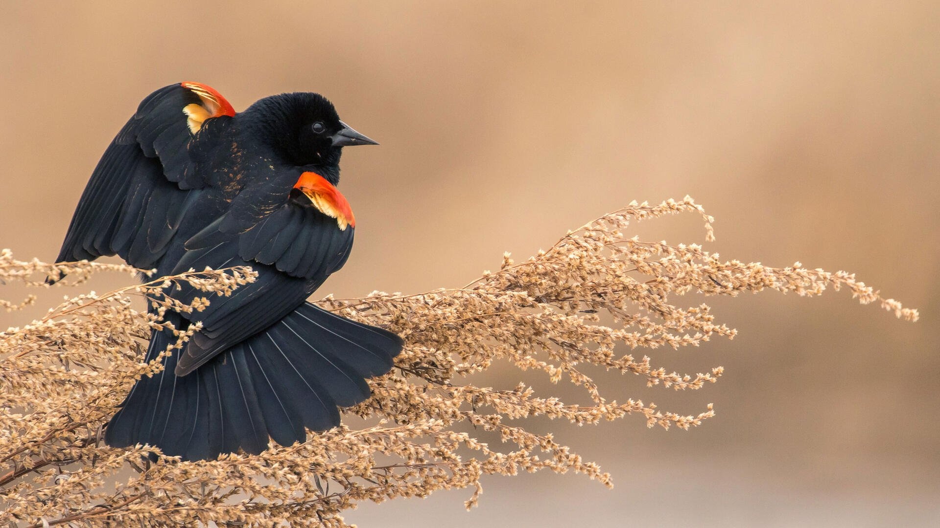 Common Blackbird, Striking red wing, Vibrant plumage, Feathery elegance, 1920x1080 Full HD Desktop