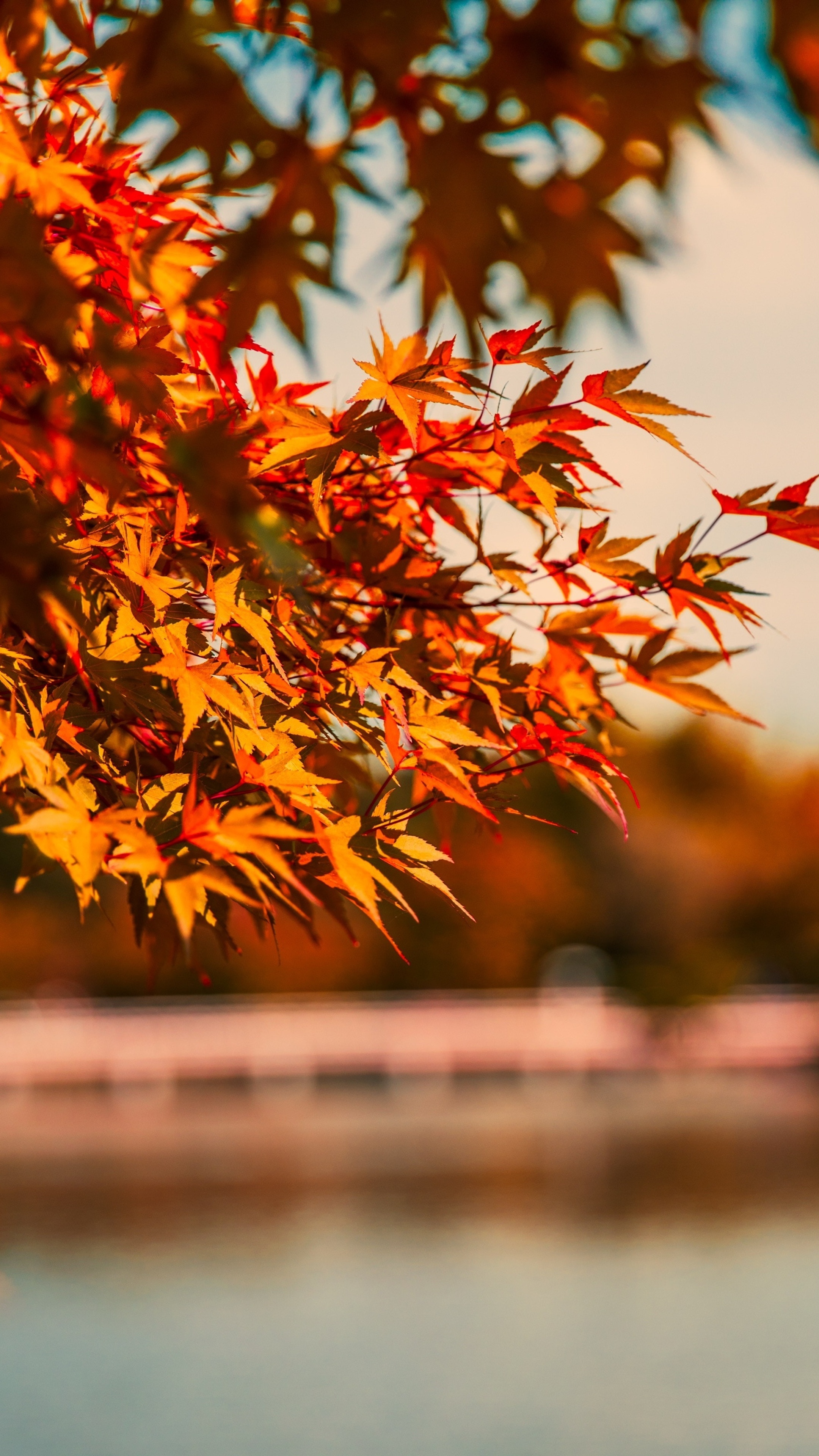 Maple tree, Autumn charm, Reflective lake, Colourful foliage, 2160x3840 4K Handy