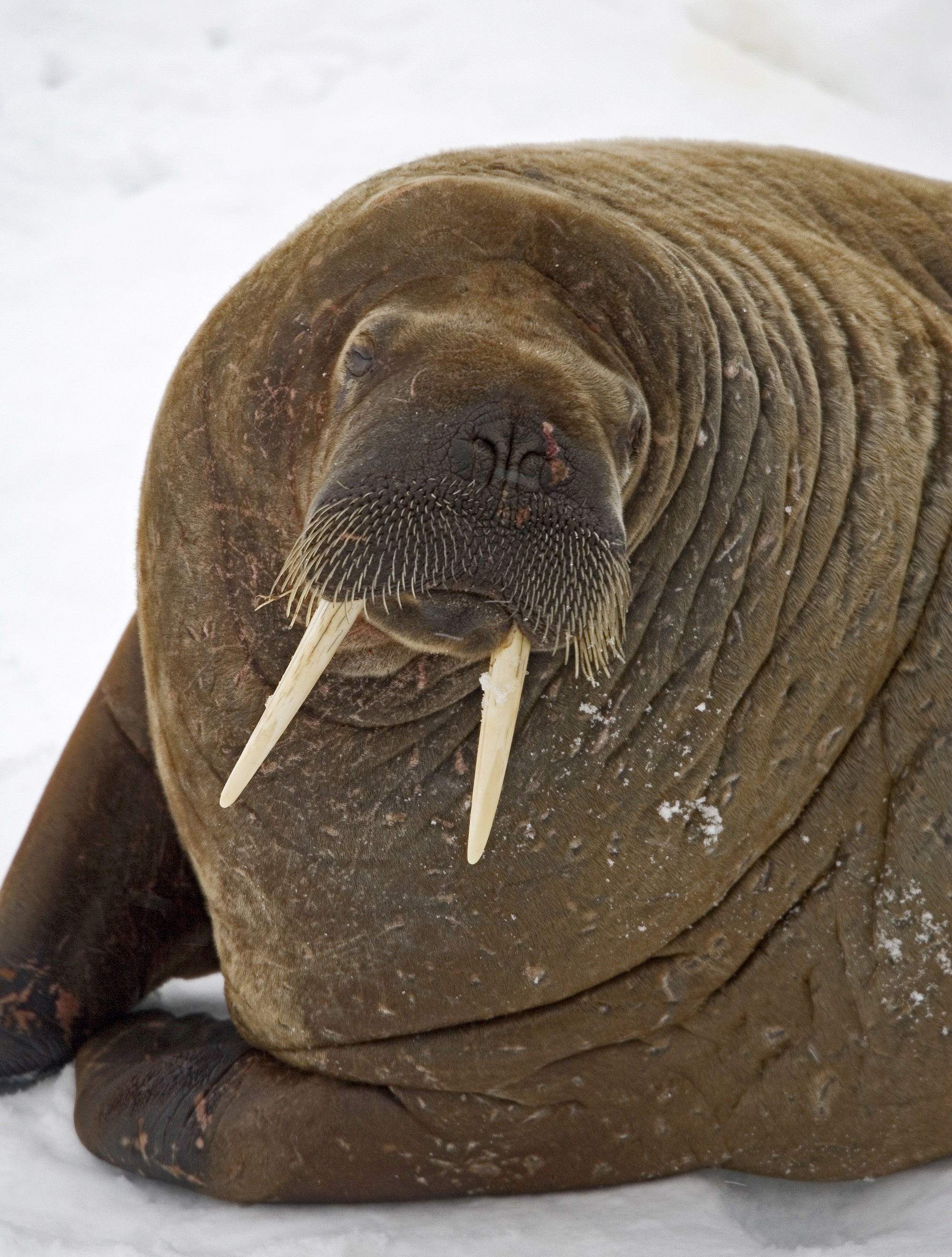 Walrus closeup, Detailed animal portrait, Free download, Close perspective, 2000x2640 HD Phone