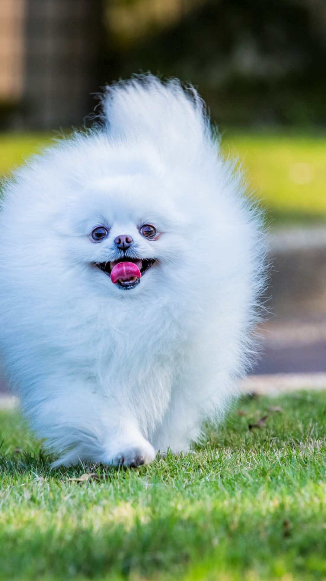 Pomeranian: The breed is fun-loving, intelligent, and confident to the point of brashness. 1080x1920 Full HD Background.