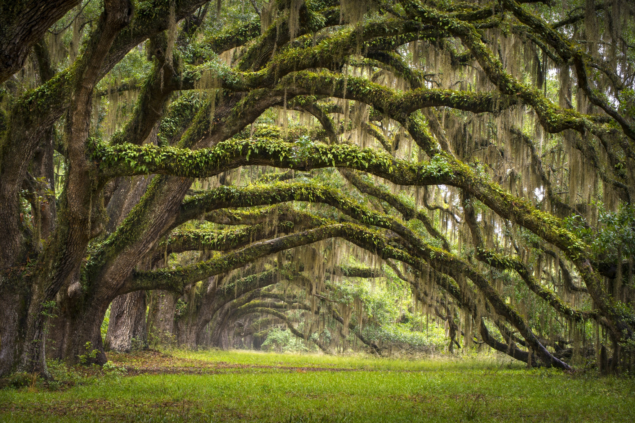 South Carolina, USA pictures, Charleston's nature, Moss and grass, 2050x1370 HD Desktop