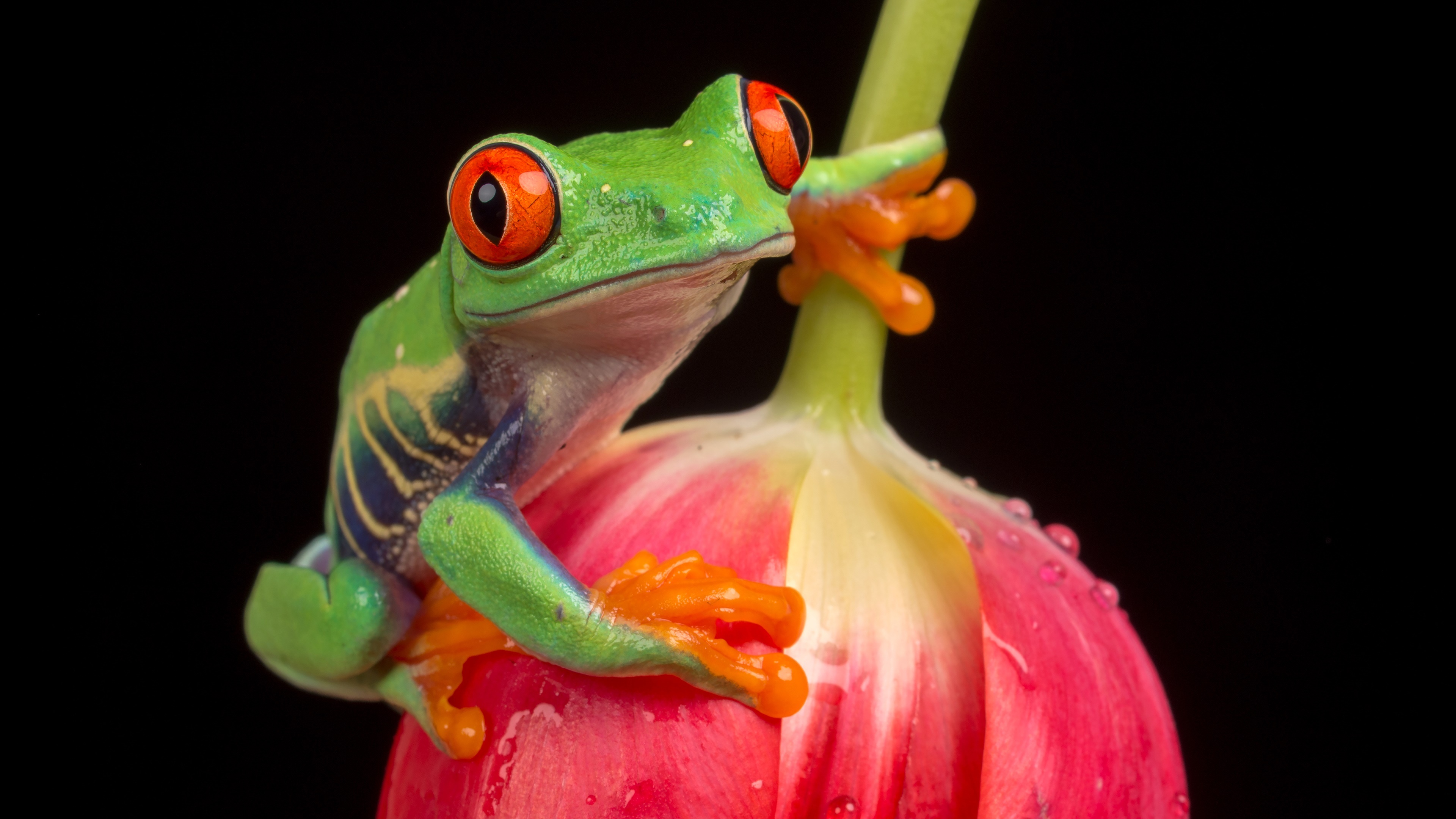 High-definition frog, Vibrant red-eyed frog, Stunning wallpaper, Wallpaper access, 3840x2160 4K Desktop