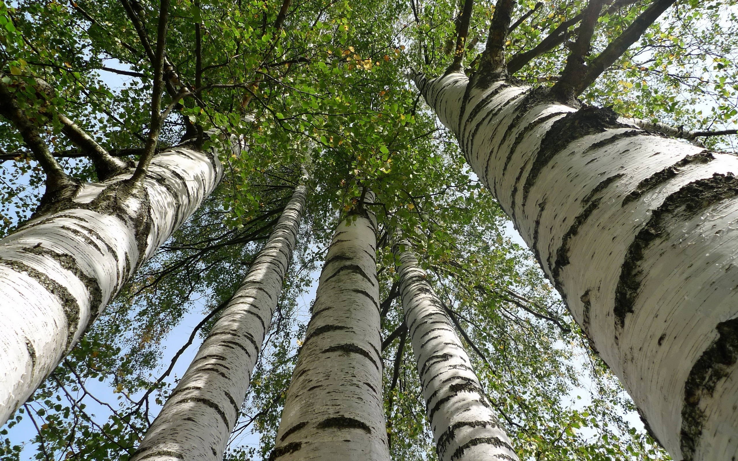 Tall birch trees, Birch tree, 2560x1600 HD Desktop