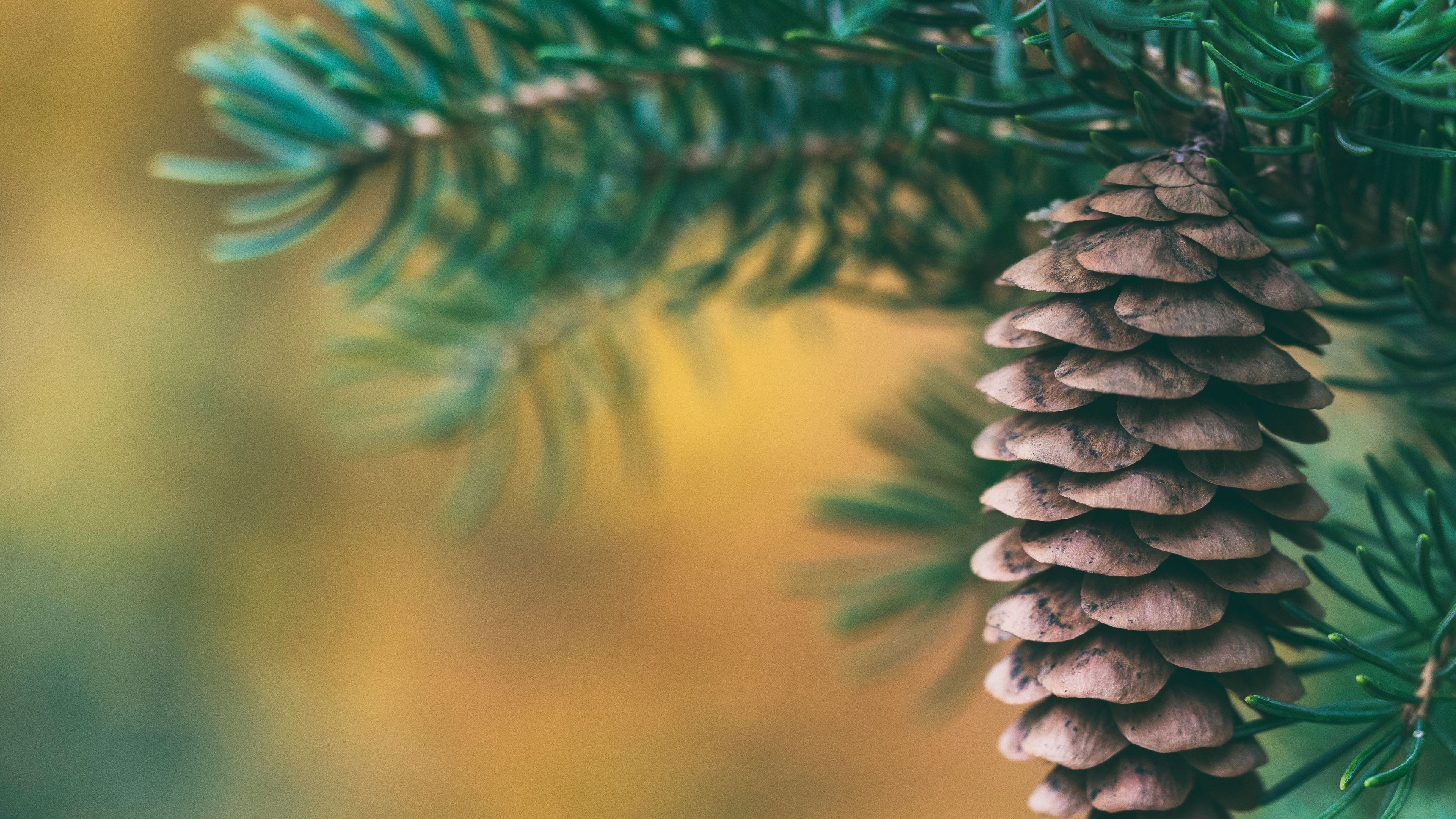 Spruce trees, Cone close-up, Nature's blur, Spruce cone beauty, 3840x2160 4K Desktop