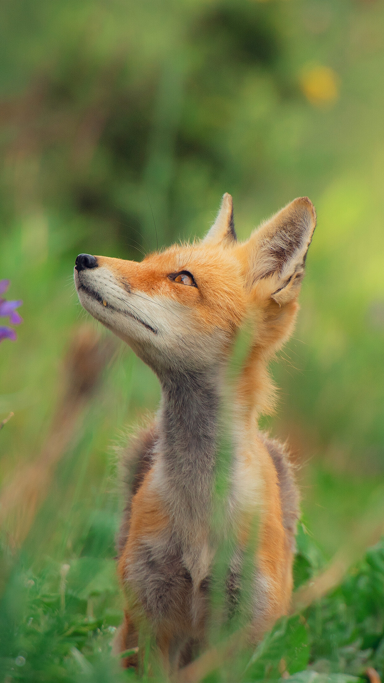 Fox: Opportunistic omnivores, Survive in a wide range of habitats. 1250x2210 HD Wallpaper.