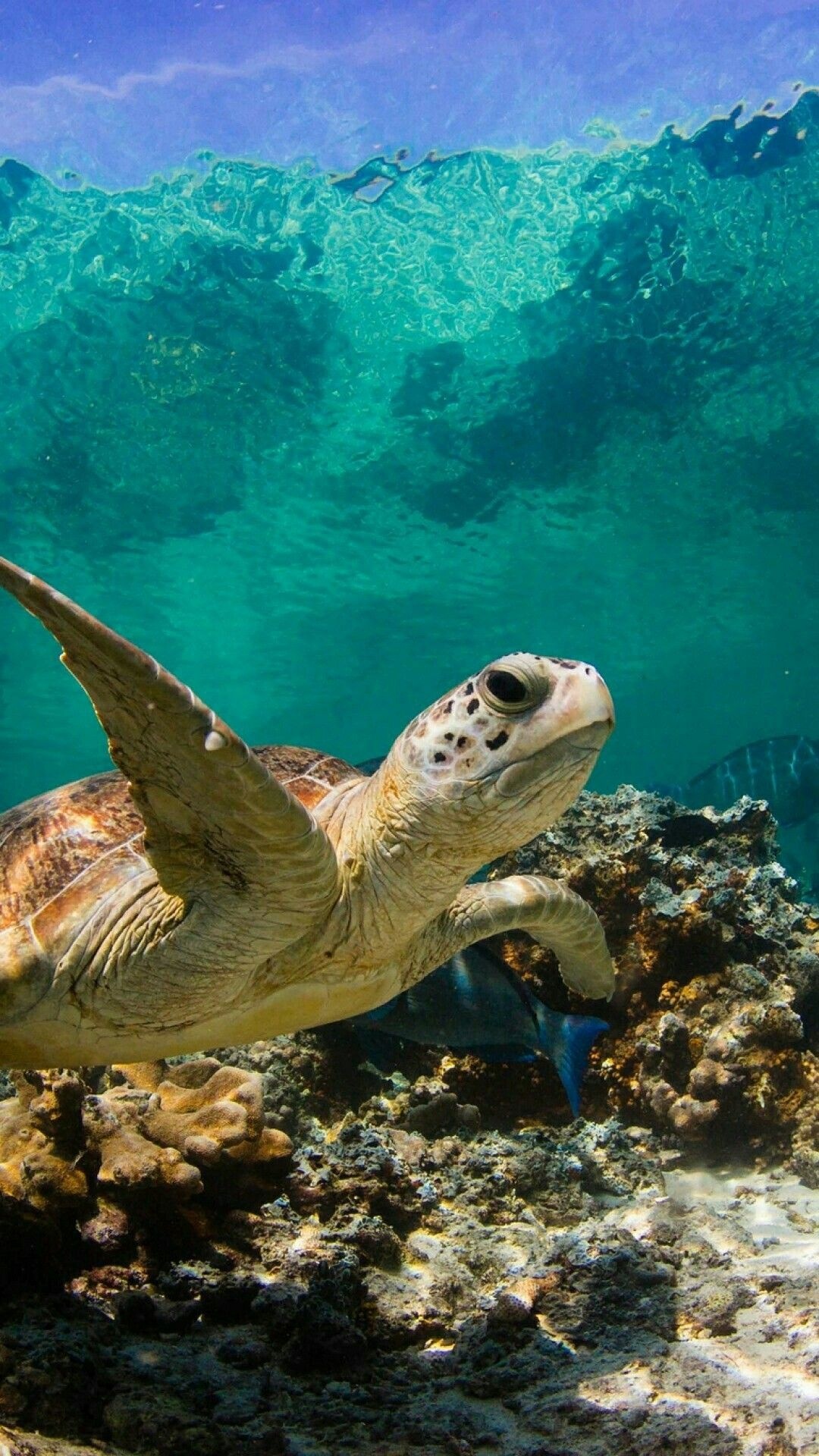 Swim with sea turtle, Sea animals, Sea turtle wallpaper, 1080x1920 Full HD Phone