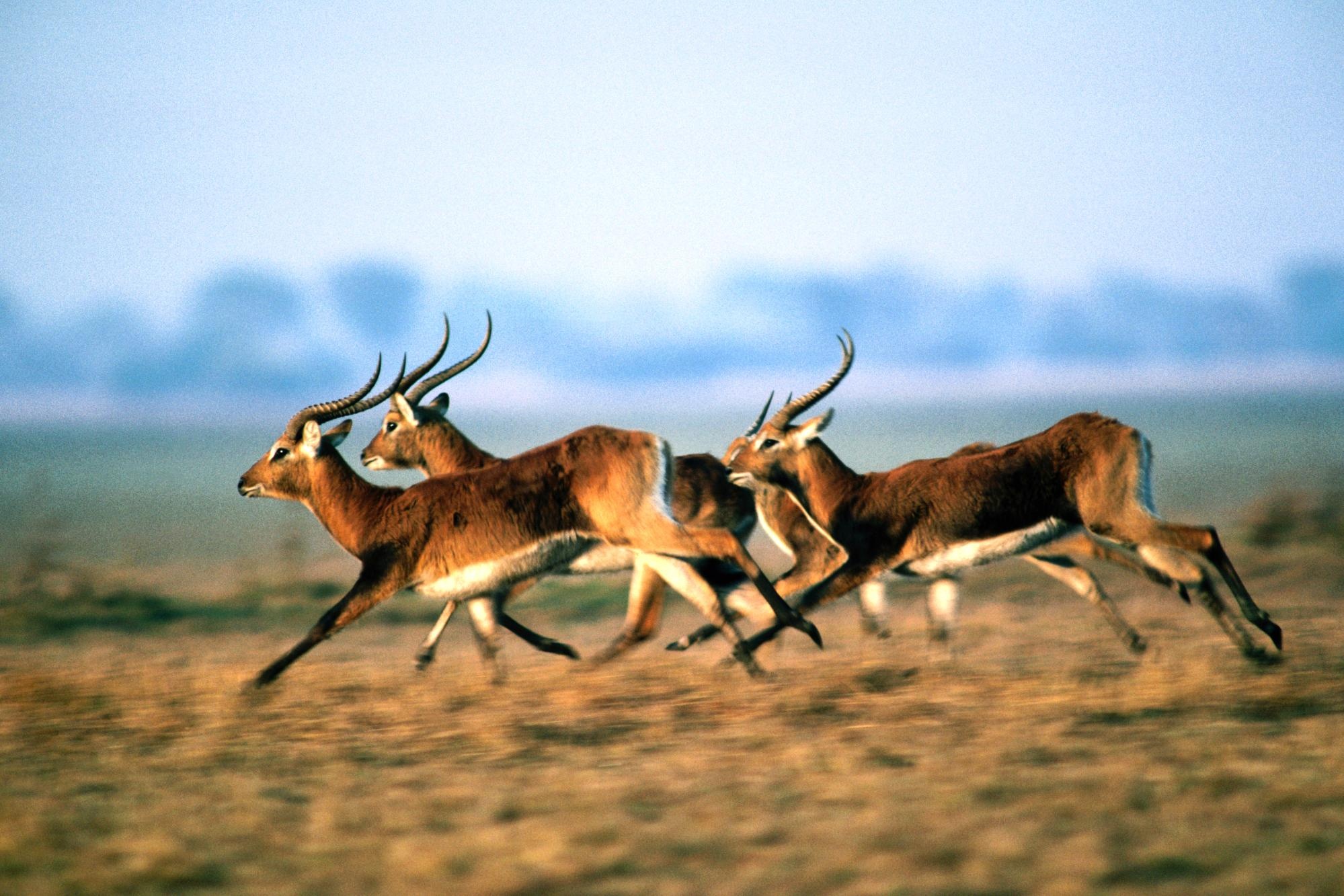 Antelope HD wallpaper, Beautiful creature, Wildlife photography, Stunning background, 2000x1340 HD Desktop