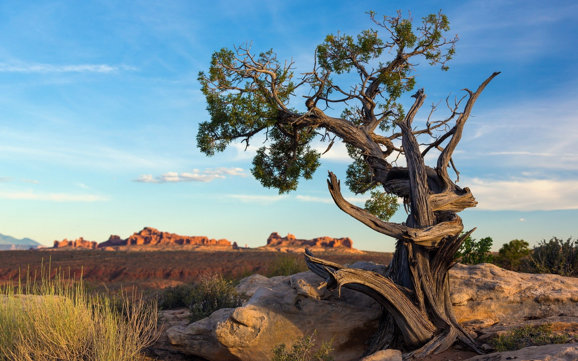Ancient pine tree, Nature's beauty, Landscape wonder, Beautiful scenery, 1920x1200 HD Desktop