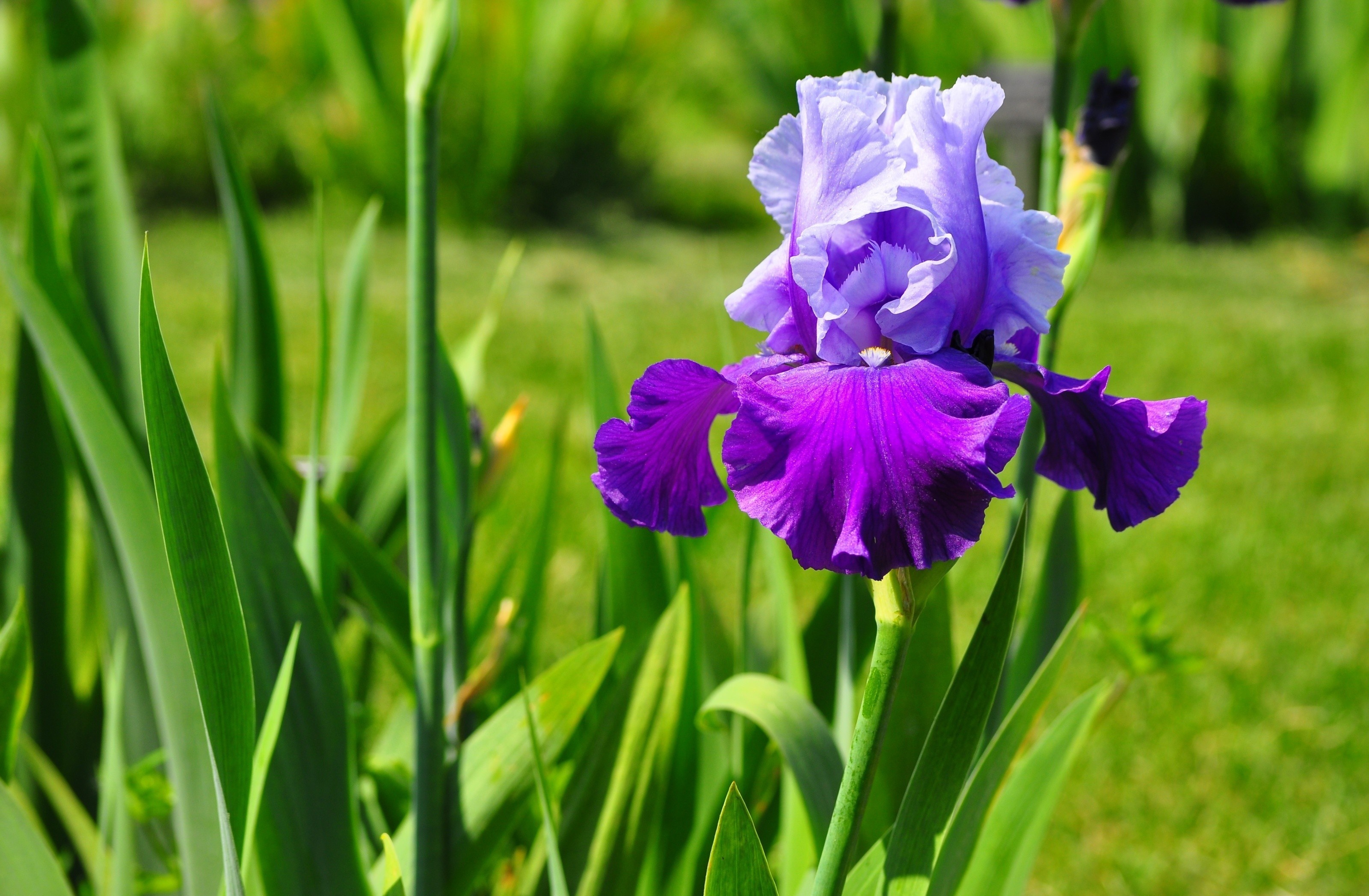 Iris, Stunning flowers, Nature's art, Captivating petals, 3200x2100 HD Desktop