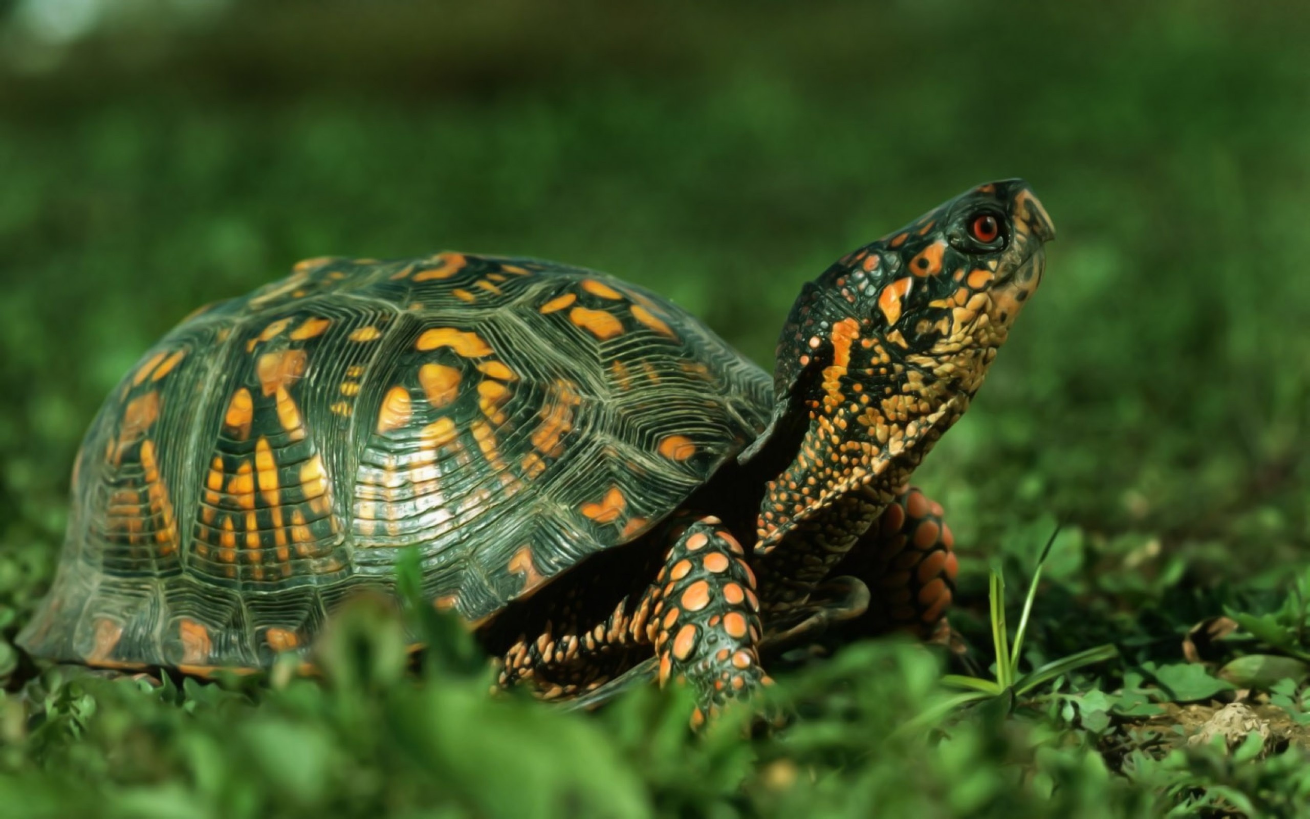 Turtle: An animal's shell is made of bone and cartilage, Tortoise. 2560x1600 HD Wallpaper.