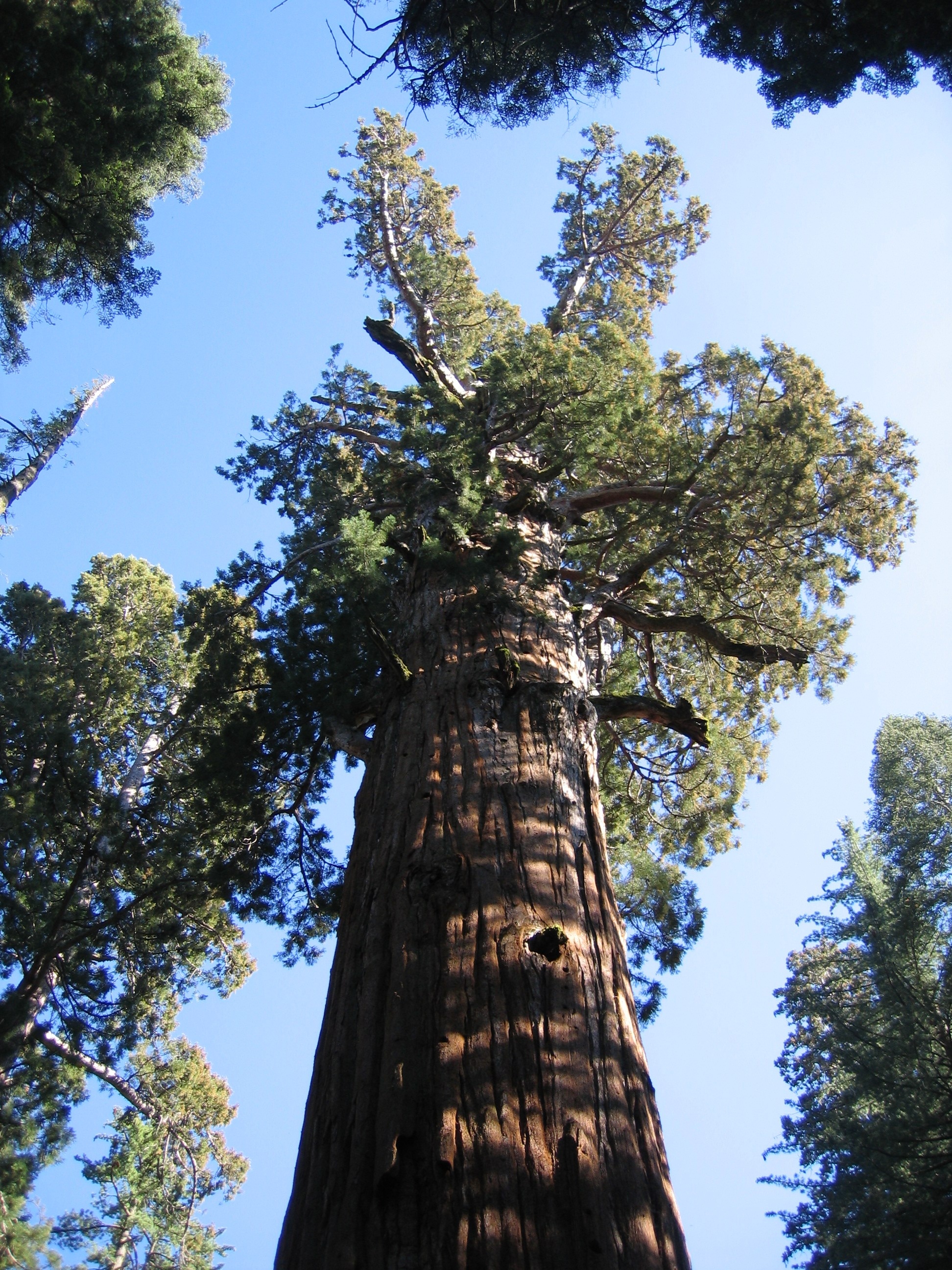 Coast redwood, Global significance, Tree conservation, Ecosystem preservation, 1950x2600 HD Phone