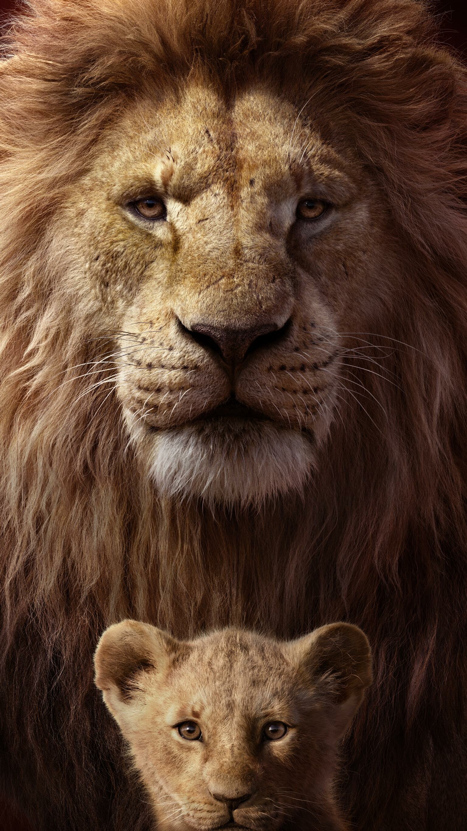 Lion: Male Asiatic lions are solitary or associate with up to three males, forming a loose pride while females associate with up to 12 other females, forming a stronger pride together with their cubs. 1540x2740 HD Background.