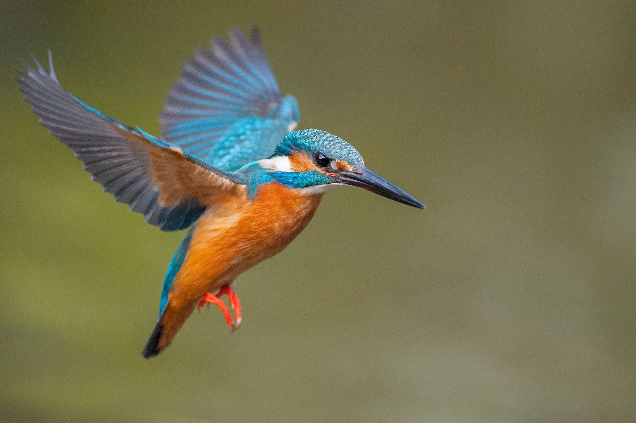 Kingfisher, Bird photography, Exquisite details, Wings in motion, 2050x1370 HD Desktop