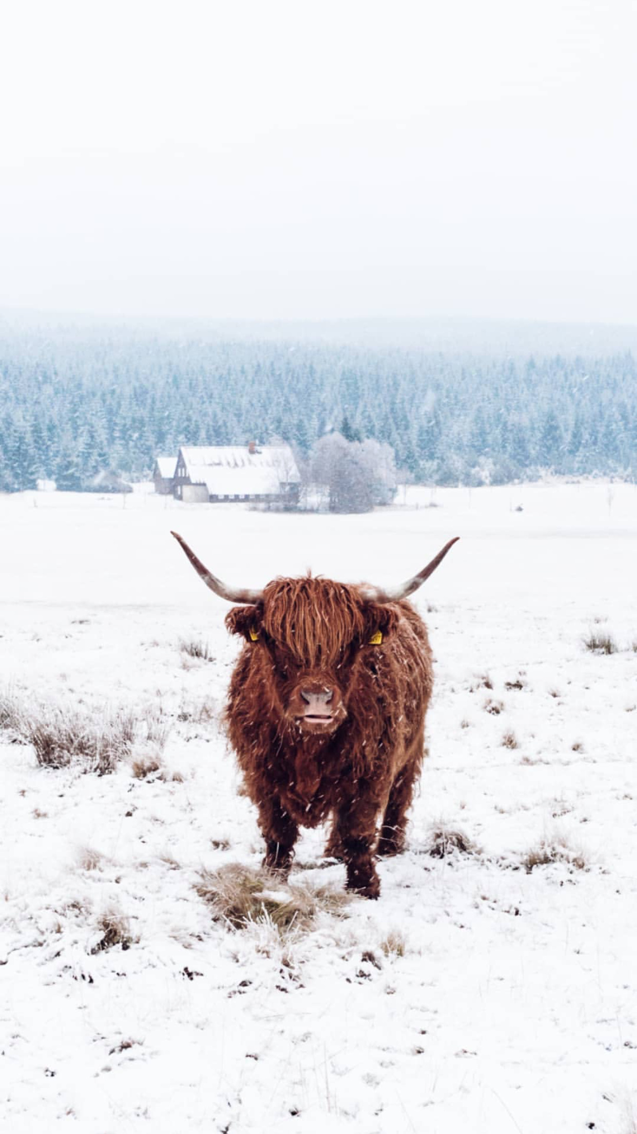 Highland cow, Lush meadows, Gentle soul, Timeless grace, 1250x2210 HD Handy