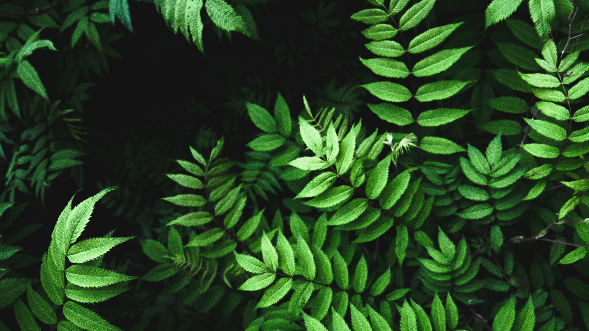 Go Green: Green leaves and light, Plant growth, Photosynthesis, Food manufacturing process in green plants. 1920x1080 Full HD Background.