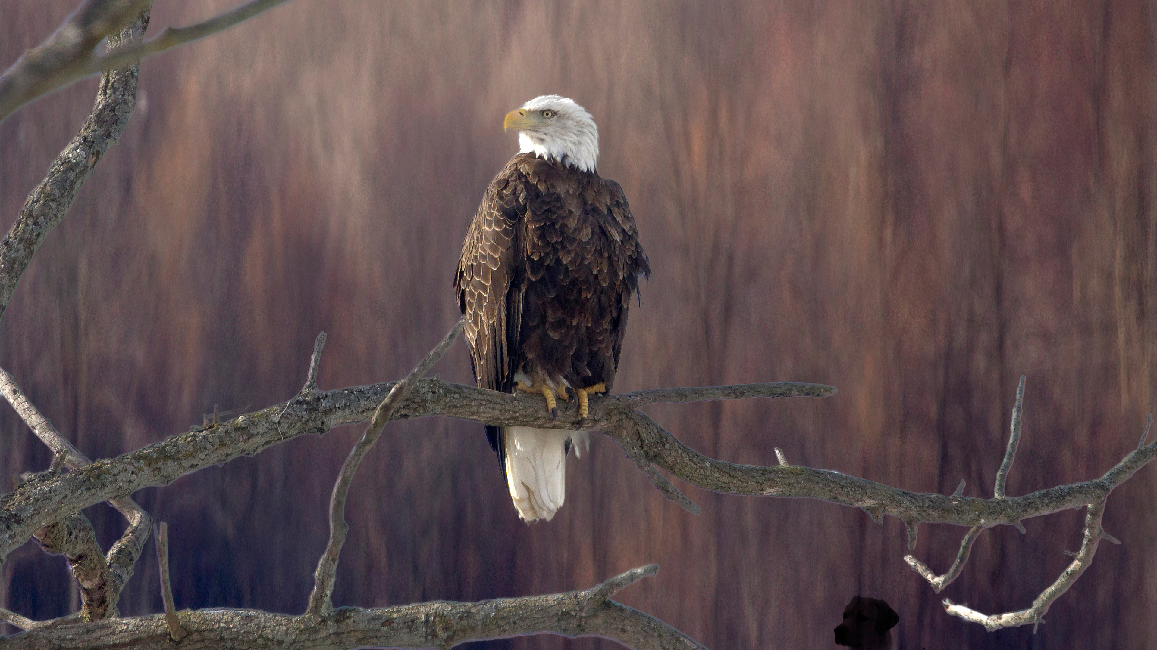 Bald eagle sitting on branch, 5K resolution, HD wallpapers, Nature's marvel, 3840x2160 4K Desktop