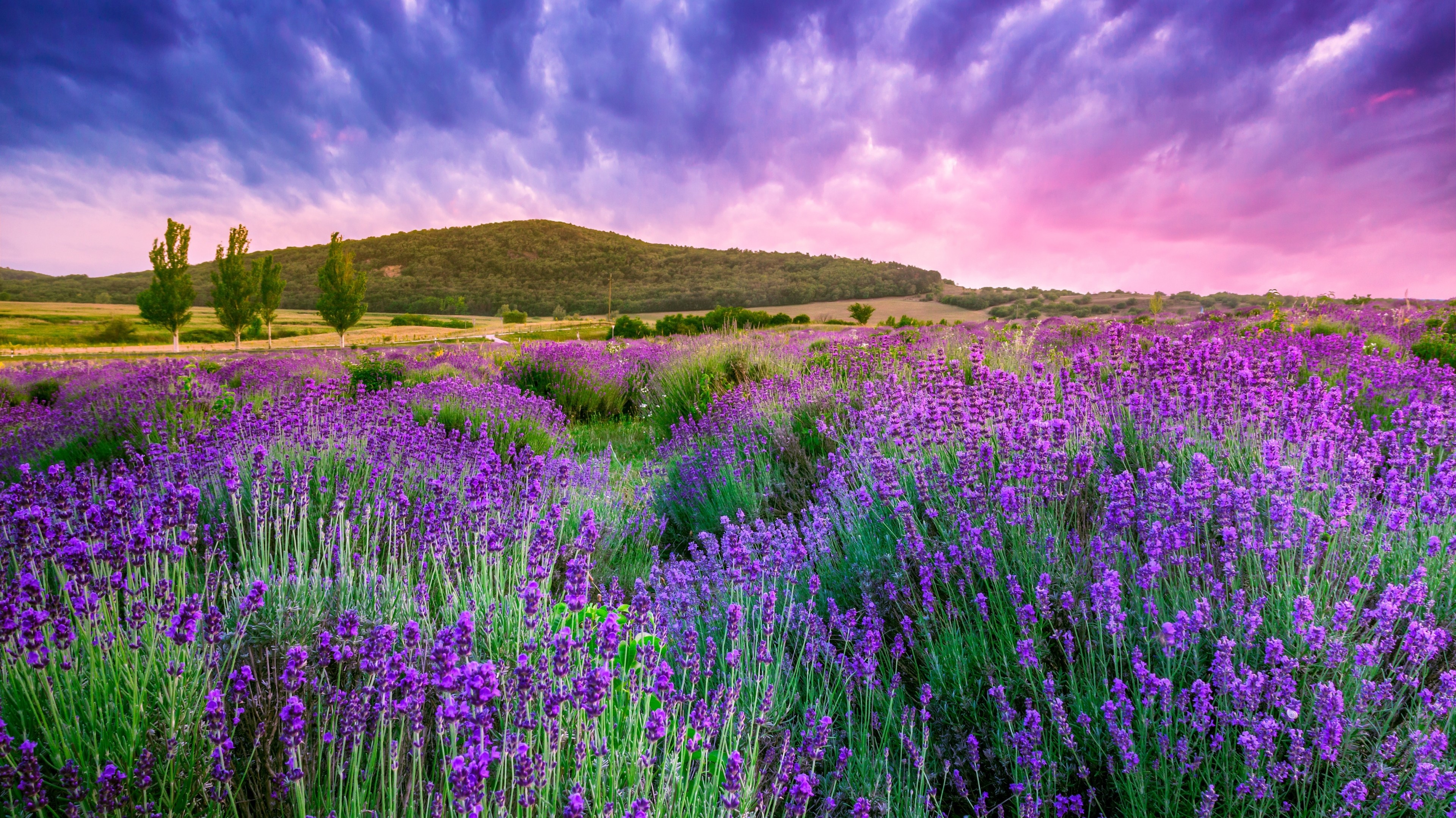 Lavender field sky, Provence France, European beauty, Majestic scenery, 3840x2160 4K Desktop