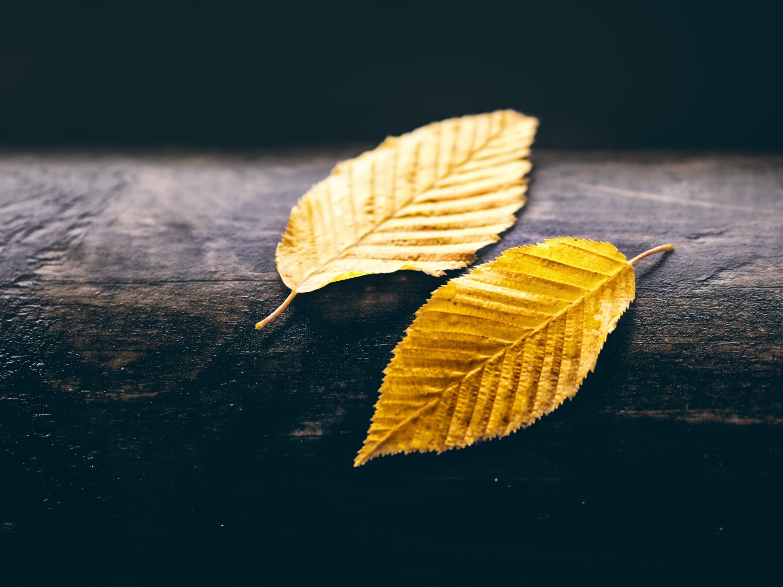 Gold Leaf: Elm leaves in autumn, Slender egg-shaped with a long tip, Up to 7 cm long with a short petiole. 2560x1920 HD Wallpaper.