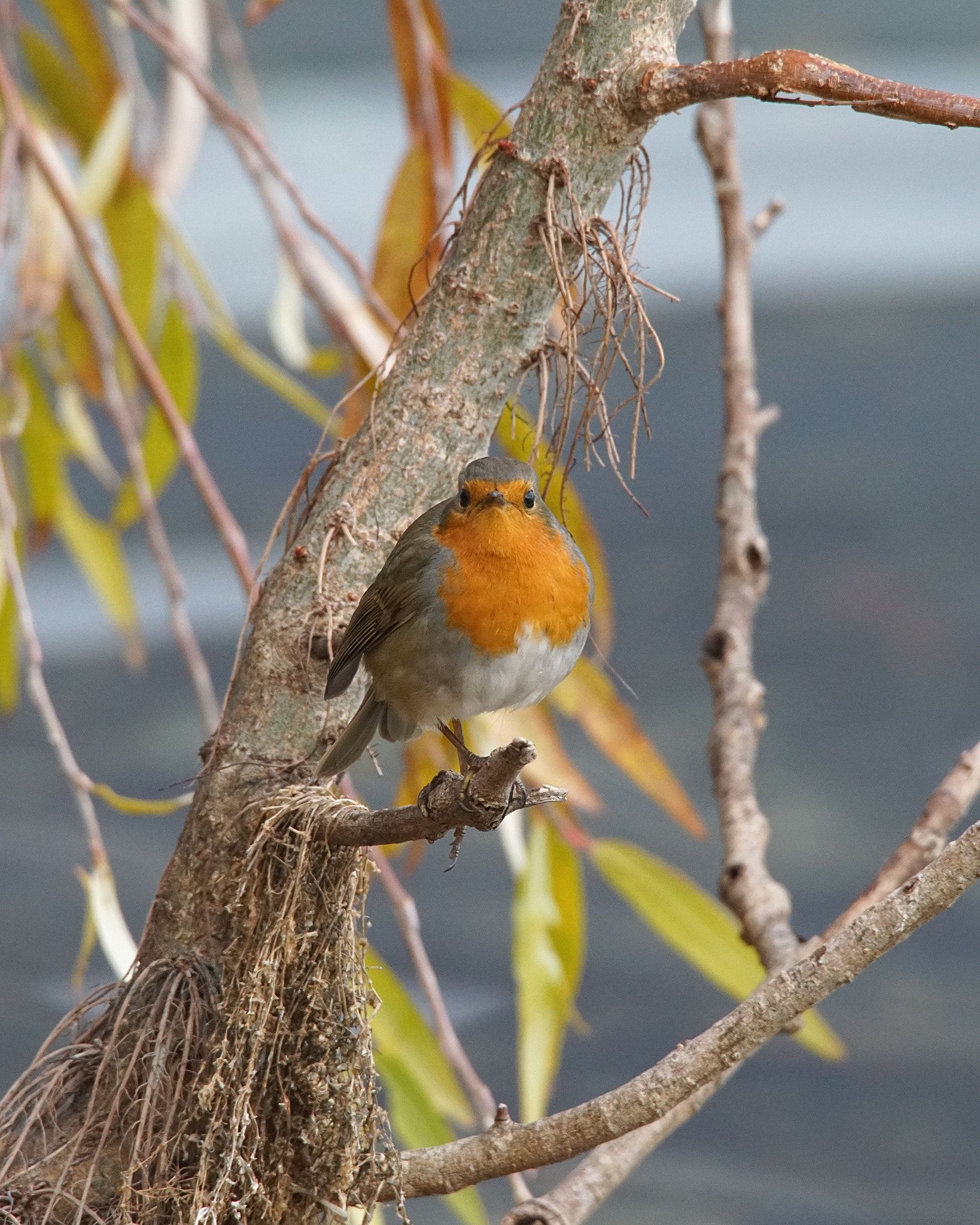 Robin pettirosso, Magic of nature, Wild bird photography, Birdwatching passion, 1640x2050 HD Phone