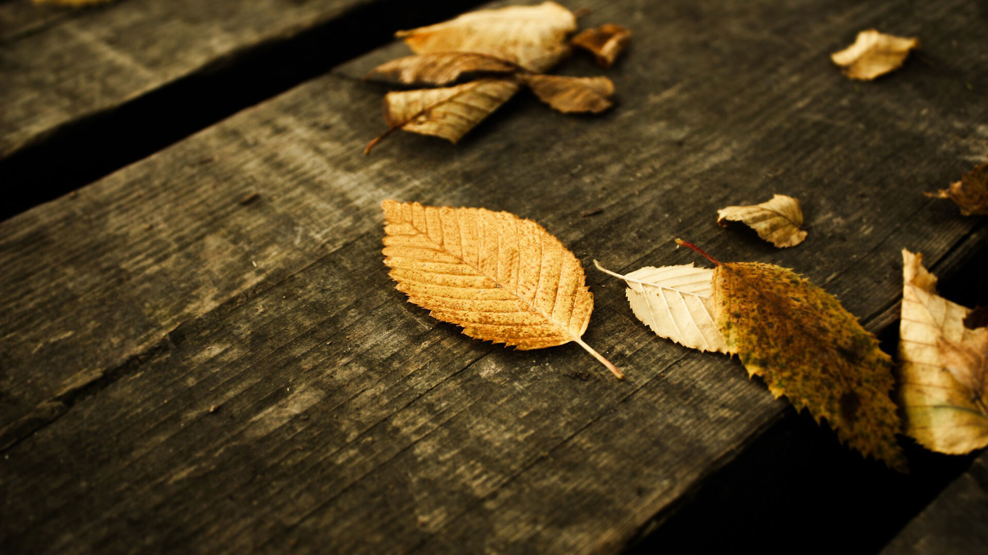 Gold Leaf: Elm leaves in autumn, Trees shedding their leaves, The fall foliage of the American elm. 1920x1080 Full HD Background.