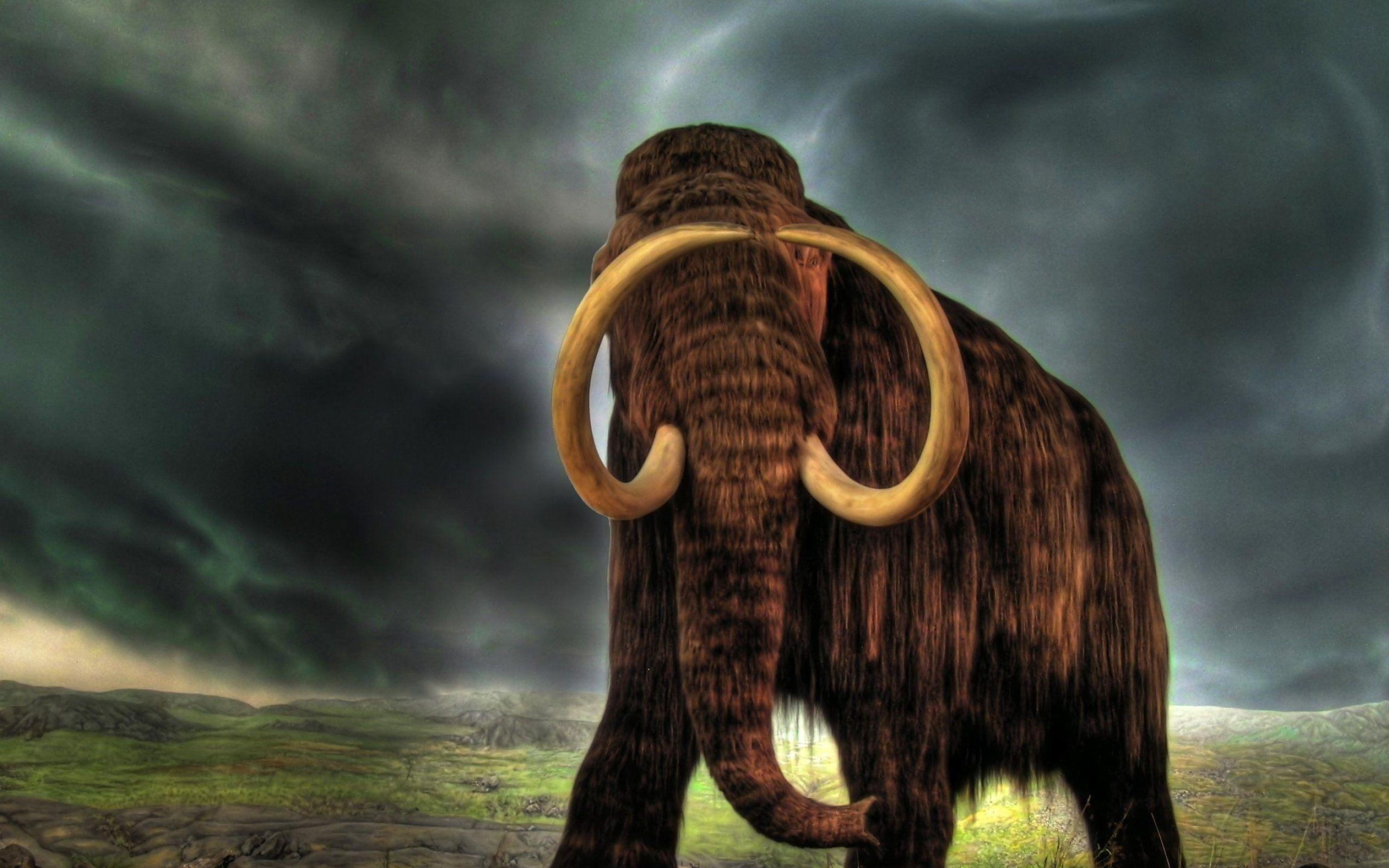 Mammoth HD wallpapers, Mammoth backgrounds, Top free, Ancient animal, 2560x1600 HD Desktop
