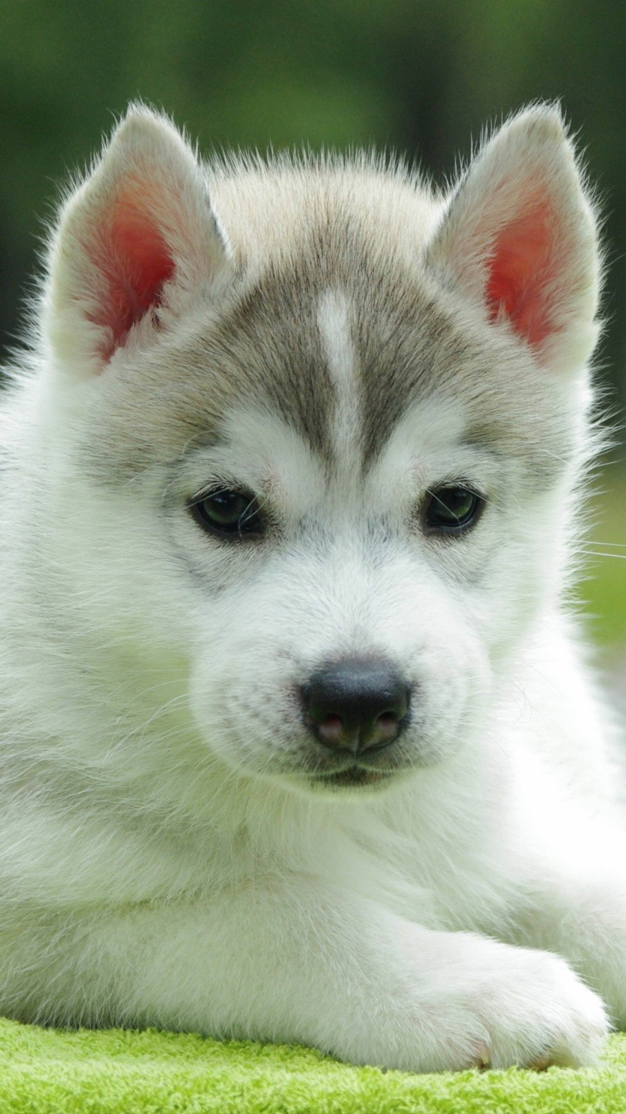 Siberian Husky: Cute puppy, An active, energetic, resilient breed. 2160x3840 4K Wallpaper.