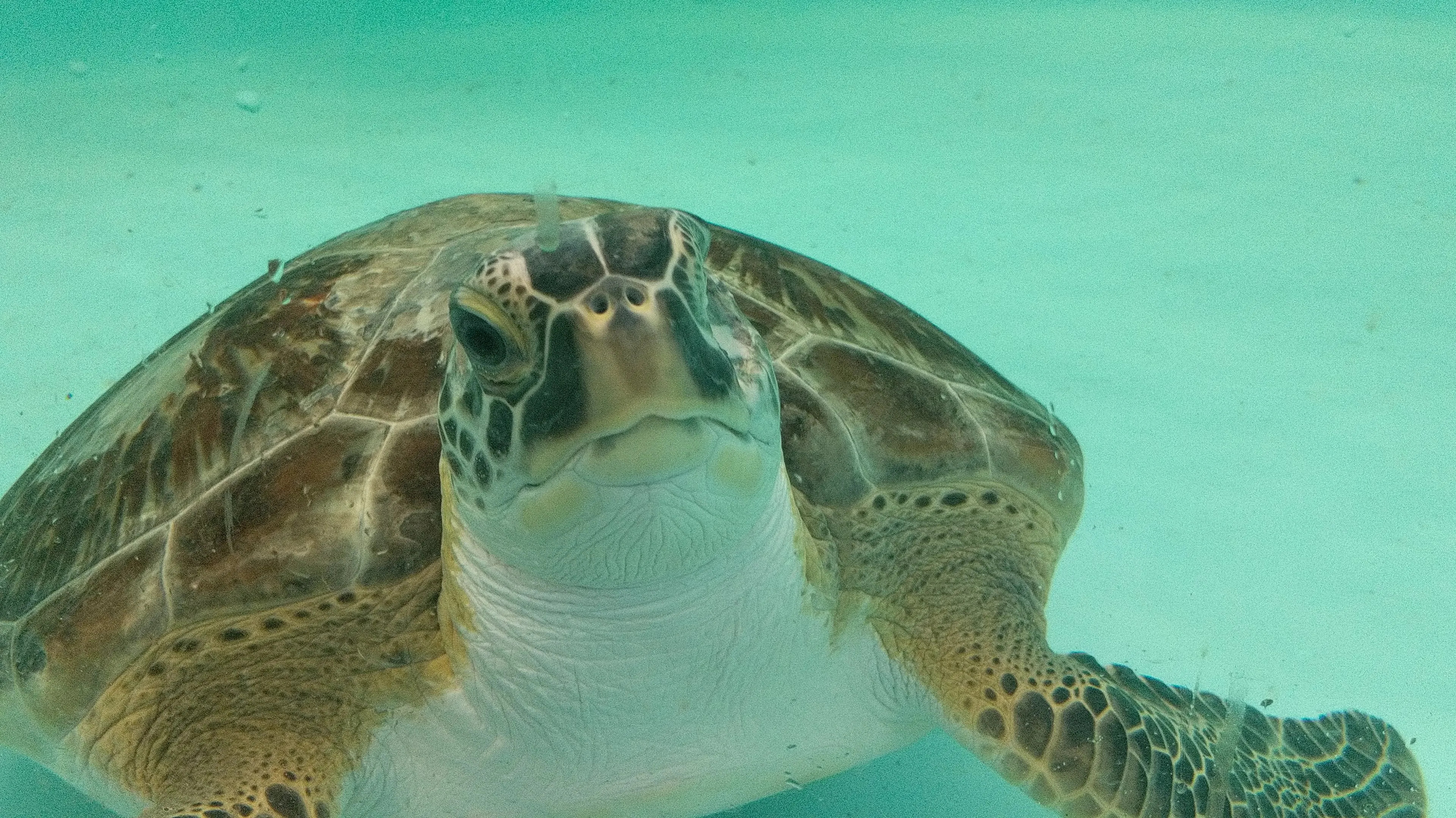 Sea turtle's recovery, Inspiring release, Overcoming injuries, Healthy marine life, 3840x2160 4K Desktop