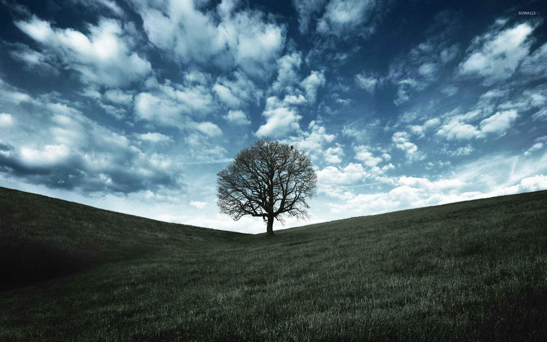 Lonely tree, Wide HD view, Mobile wallpaper, Serene atmosphere, 1920x1200 HD Desktop
