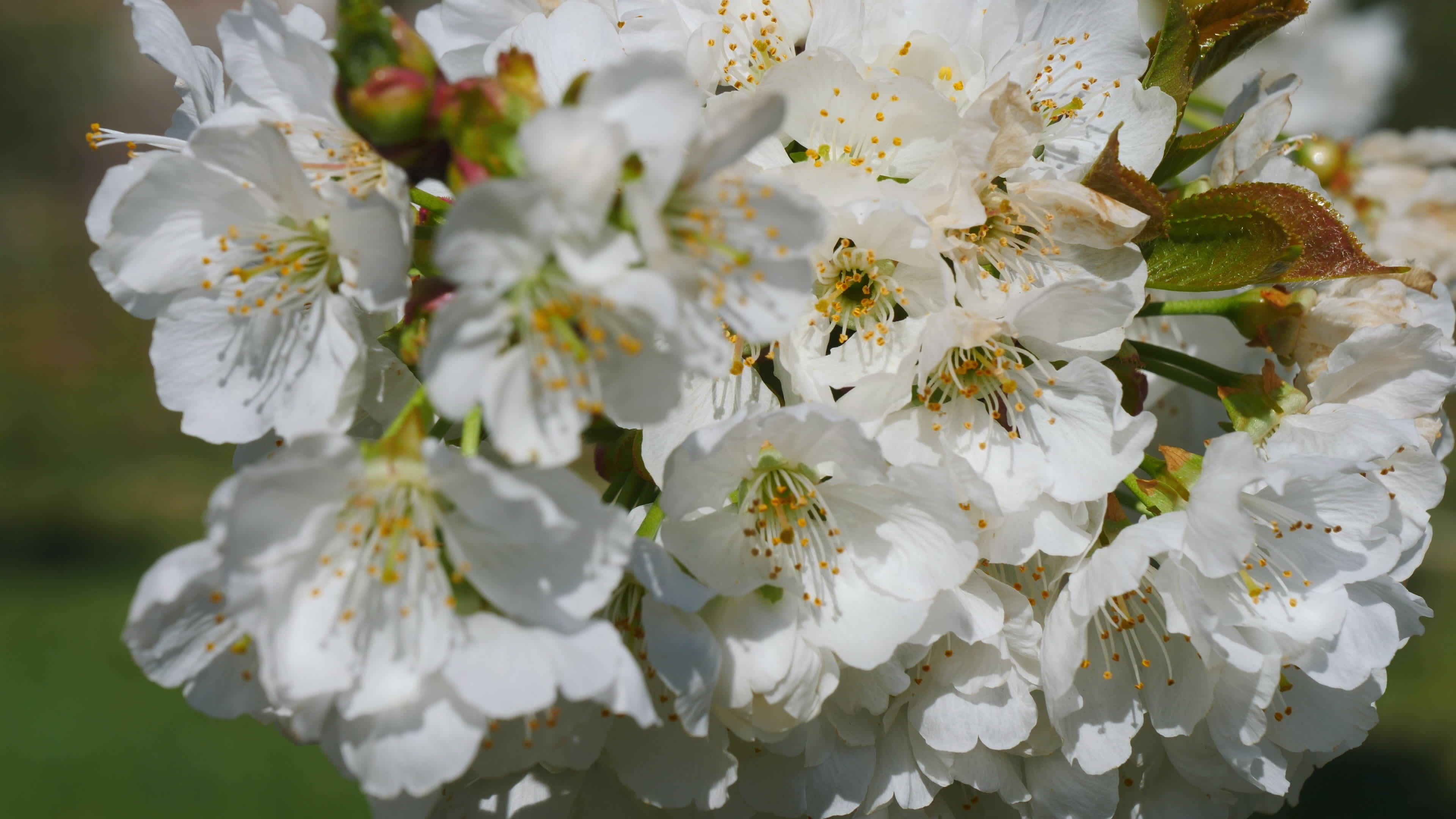 Apple Tree, Blossoming flowers, Petals close up, Nature, 3840x2160 4K Desktop