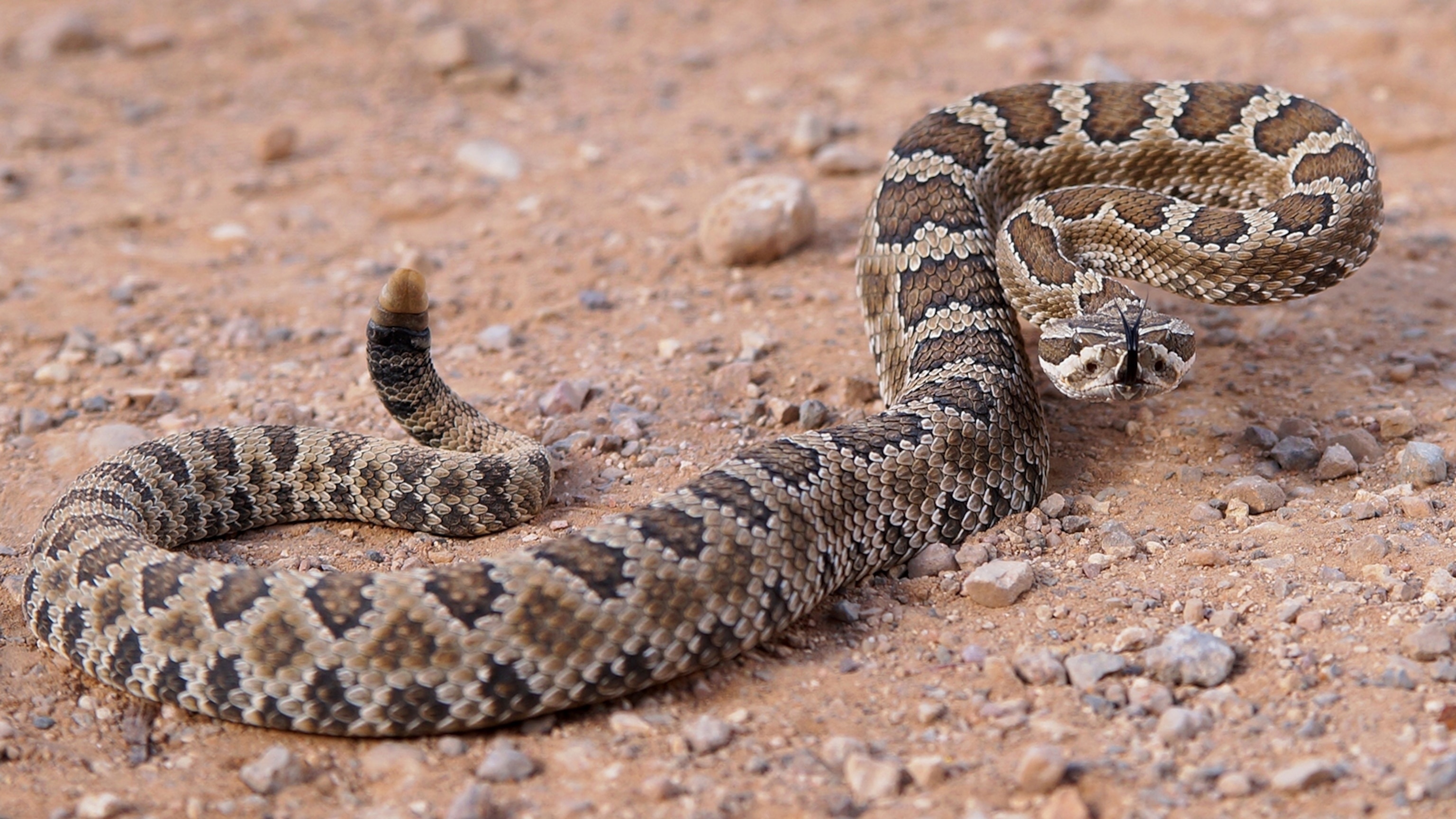 Rattlesnake, Hypnotizing gaze, Nature's complexity, Serpent's secrets, 3080x1730 HD Desktop